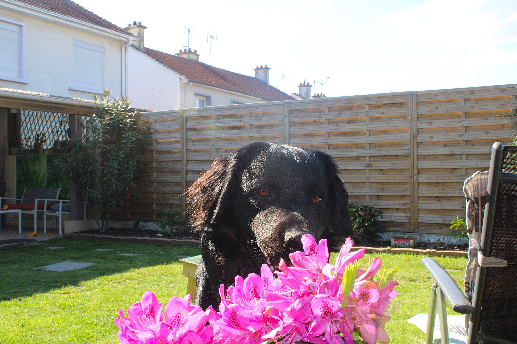 Locky participe au concours pour gagner de l'argent avec cette photo : annual_plant, building, cloud, companion_dog, dog, dog_breed, flower, flowering_plant, garden, grass, house, landscaping, leisure, petal, plant, retriever, shrub, sky, tree, window