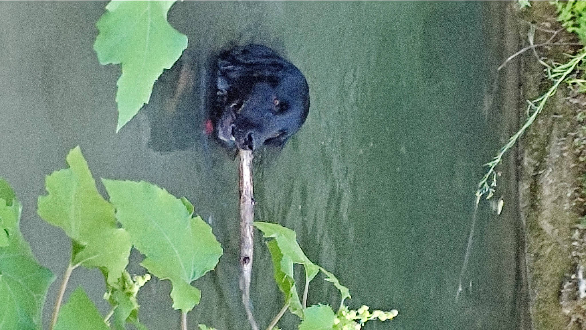 Locky a rejoint le concours — aidez-le/la à gagner de superbes lots ! annual_plant, art, carnivore, dog, dog_breed, flowering_plant, grass, lake, liquid, plant, plant_stem, reflection, snout, sporting_group, terrestrial_animal, tree, water, wildlife