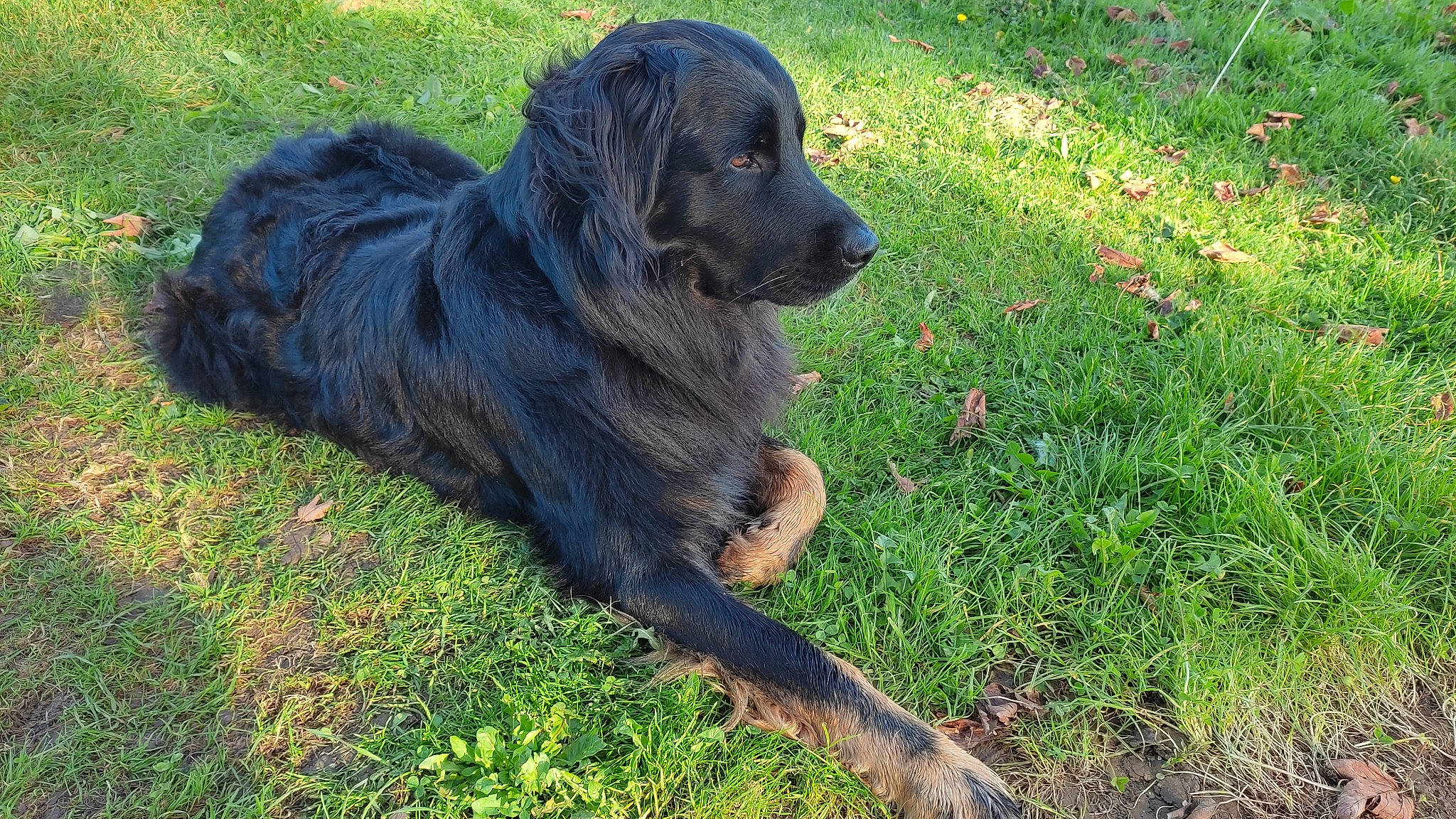 Locky participe au concours pour gagner de l'argent avec cette photo : borador, canidae, carnivore, companion_dog, dog, dog_breed, fur, gaddi_kutta, grass, groundcover, guard_dog, gun_dog, hunting_dog, snout, sporting_group, tail, terrestrial_animal, working_animal, working_dog