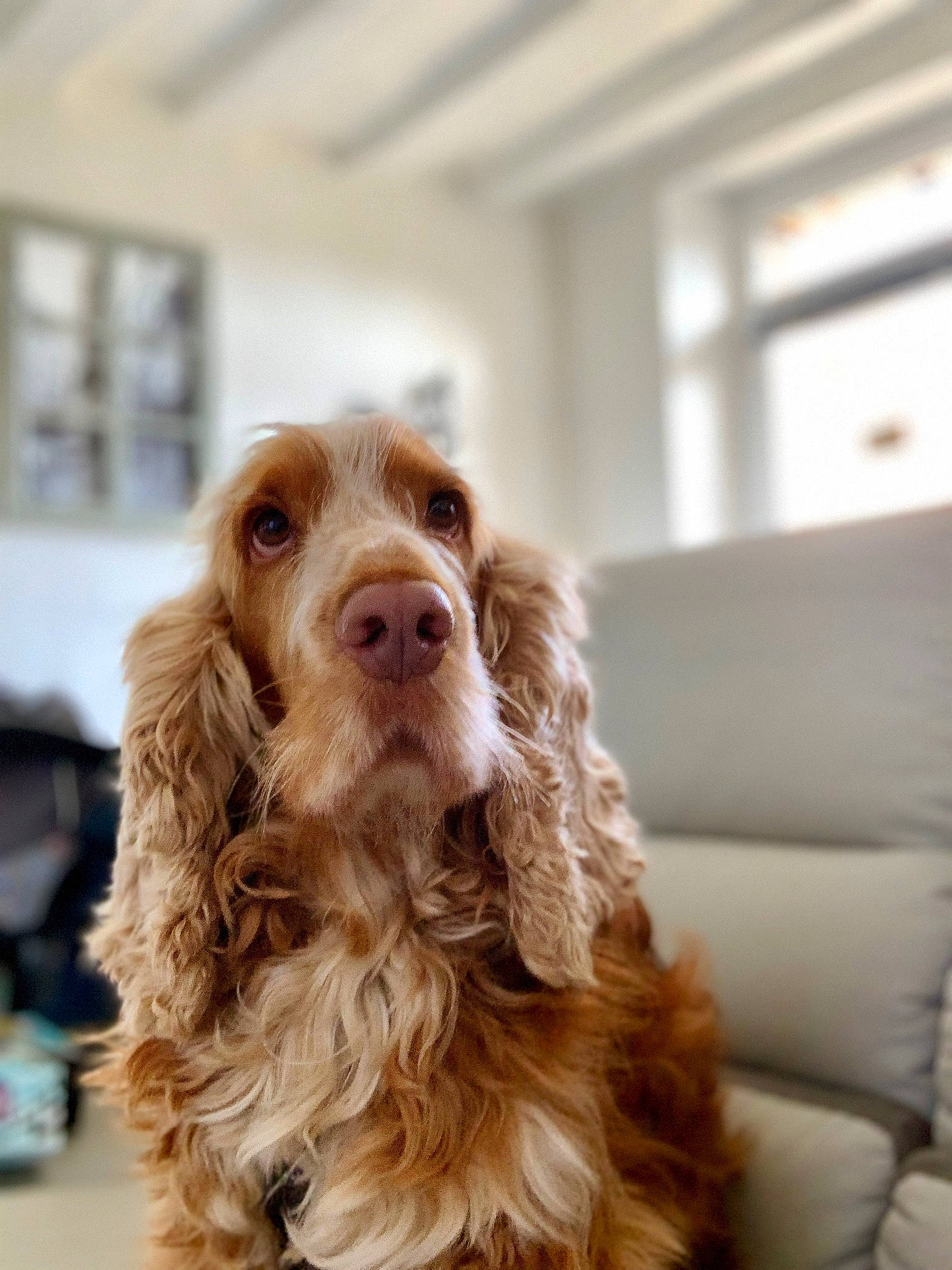 Jackson participe au concours pour gagner de l'argent avec cette photo : canidae, carnivore, cocker_spaniel, companion_dog, dog, dog_breed, dog_collar, fur, gun_dog, liver, snout, spaniel, sporting_group, window, working_animal