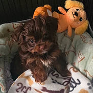 Hershey is registered to the contest to win money with this photo: puppy, dog, brown_fur, blanket, plush_toy, stuffed_animal, pet_bed, cozy, cute, indoor, small_dog, fur, animal, young_dog, snuggling, looking_up, soft_toys, home, pet, resting