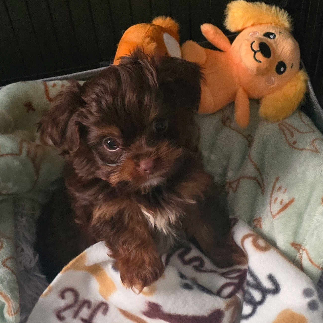 Hershey is registered to the contest to win money with this photo: puppy, dog, brown_fur, blanket, plush_toy, stuffed_animal, pet_bed, cozy, cute, indoor, small_dog, fur, animal, young_dog, snuggling, looking_up, soft_toys, home, pet, resting