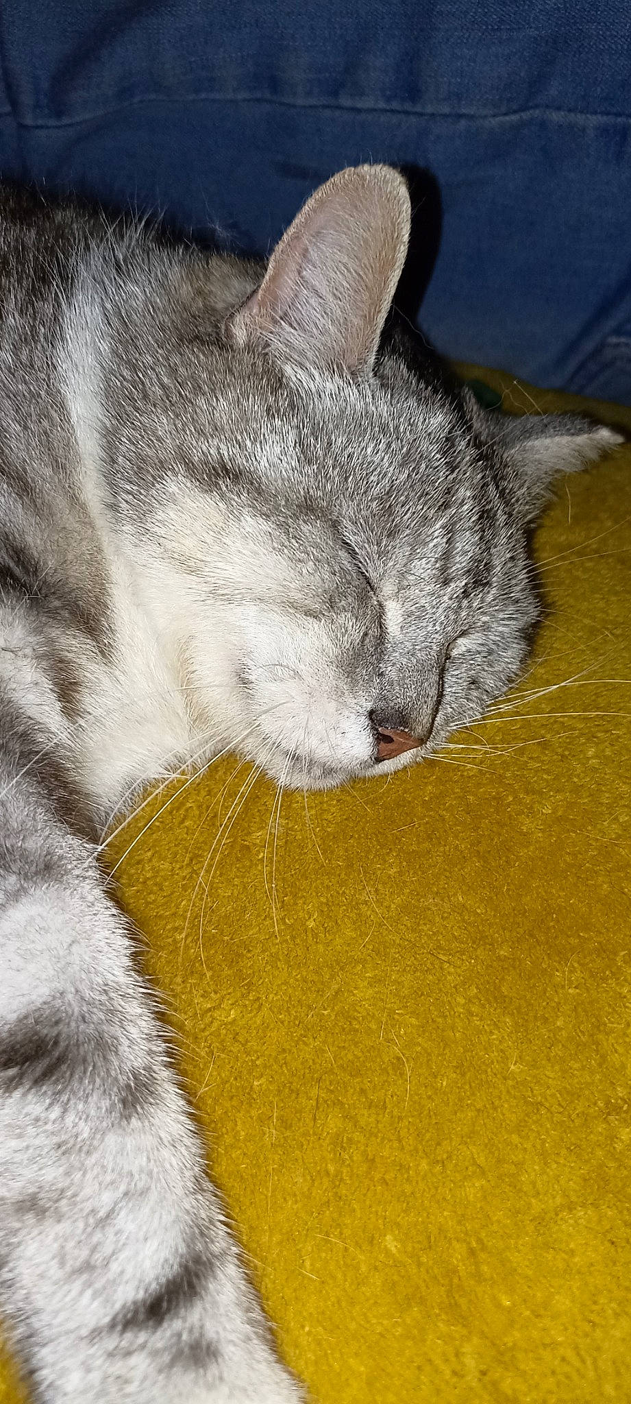 Mimi participe au concours pour gagner de l'argent avec cette photo : carnivore, cat, claw, close_up, comfort, domestic_short_haired_cat, felidae, fur, grey, nap, paw, sleep, small_to_medium_sized_cats, snout, tail, terrestrial_animal, whiskers, wildlife, wood