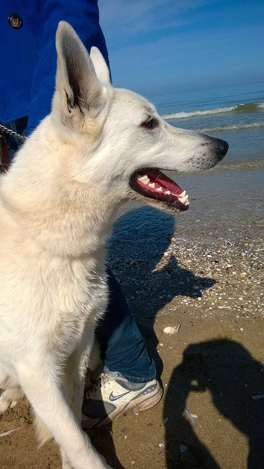 Toundra a rejoint le concours — aidez-le/la à gagner de superbes lots ! beach, blue, canidae, carnivore, collar, companion_dog, dog, dog_breed, fang, fur, jaw, lake, ocean, paw, sky, snout, sporting_group, water, working_animal, working_dog