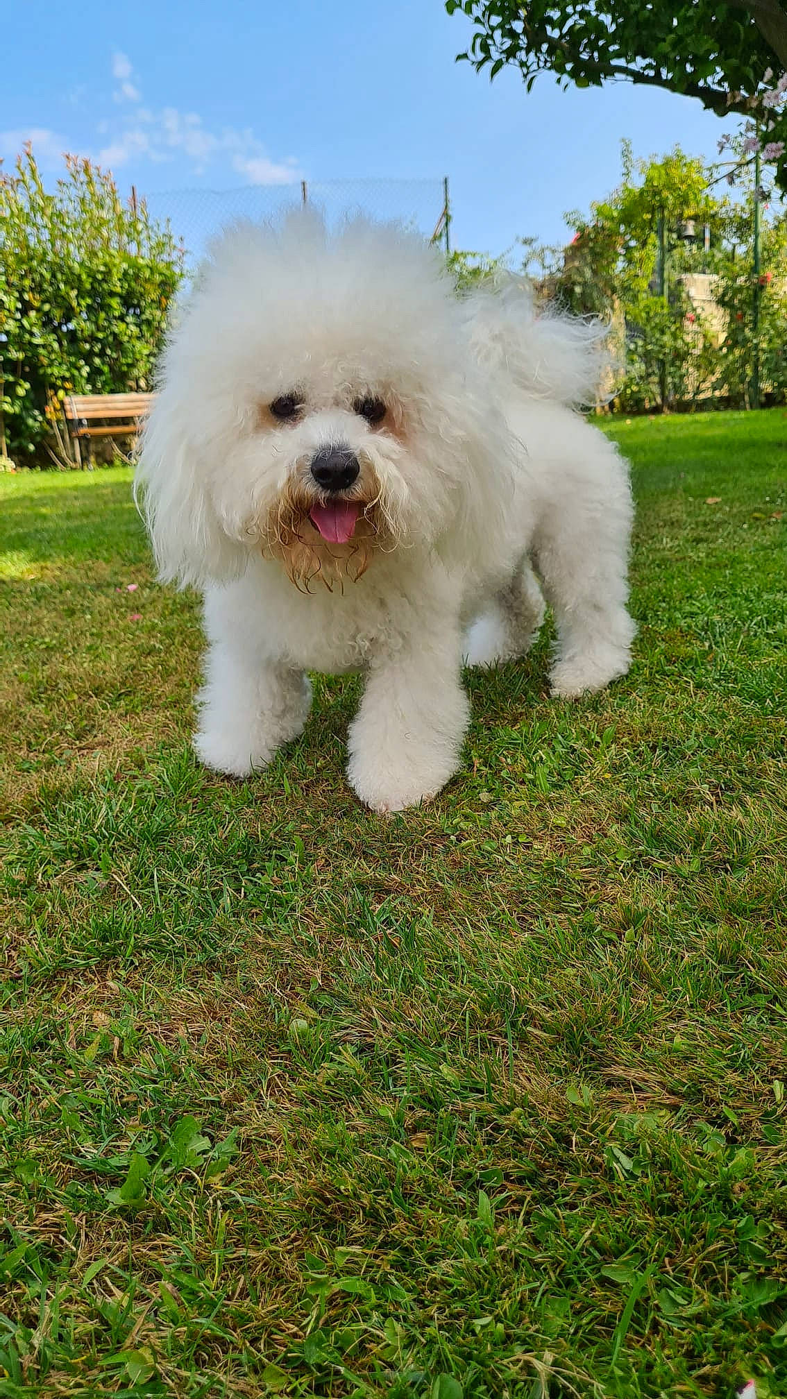 Yoschi a rejoint le concours — aidez-le/la à gagner de superbes lots ! canidae, carnivore, cloud, companion_dog, corgi_chihuahua, dog, dog_breed, dog_supply, grass, maltepoo, non_sporting_group, plant, poodle, sky, sporting_group, terrier, toy_dog, tree, water_dog, working_animal