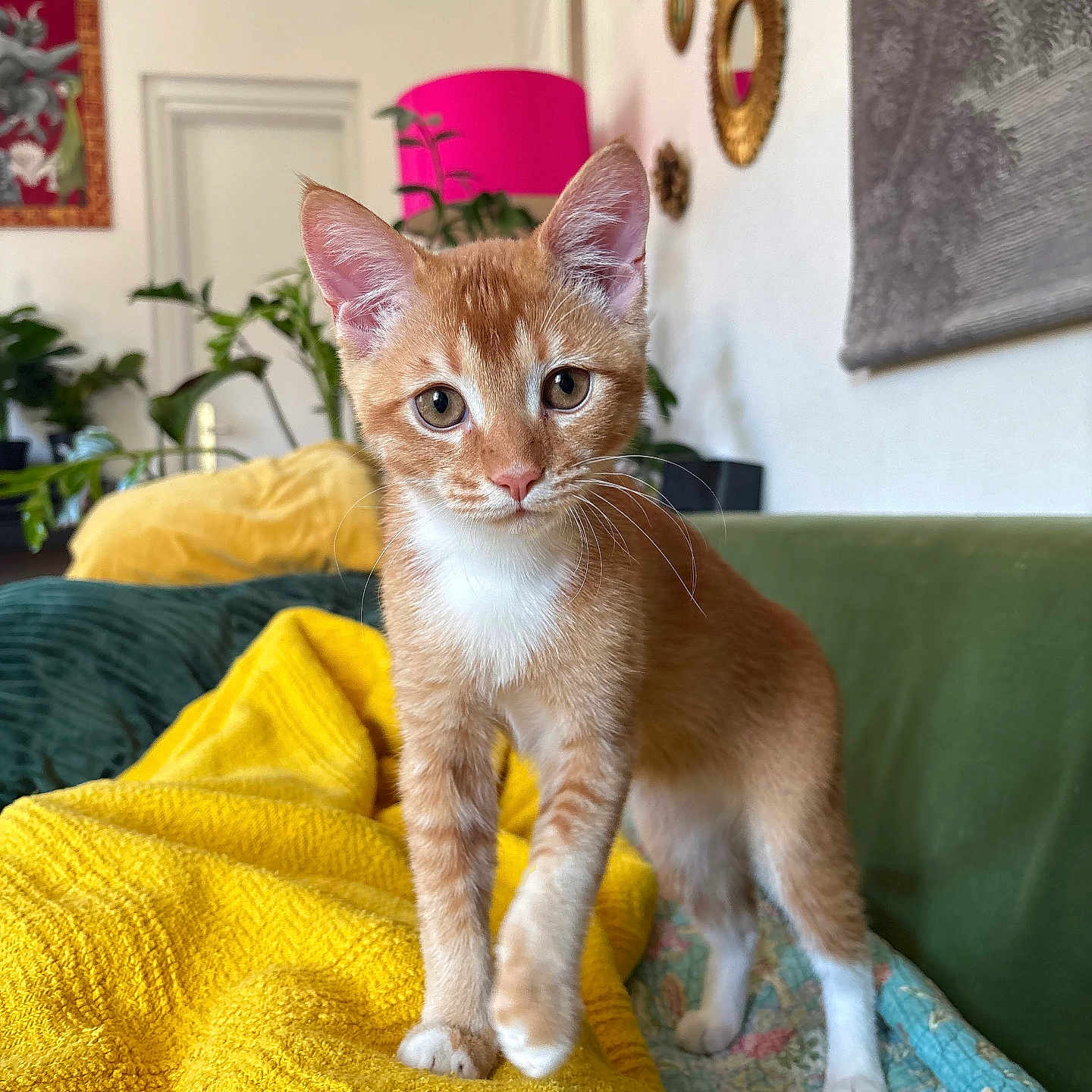 Pumpkin a rejoint le concours — aidez-le/la à gagner de superbes lots ! blanket, cat, cozy, cute, ginger_cat, green_couch, houseplant, indoor, kitten, lamp, mirror, orange_tabby, paws, pet, portrait, sitting, sofa, wall_decor, whiskers, yellow_blanket