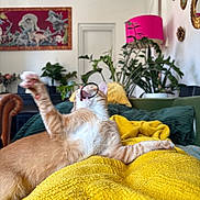 Pumpkin participe au concours pour gagner de l'argent avec cette photo : cat, orange_cat, kitten, pet, indoor, yellow_blanket, couch, living_room, houseplant, plants, lamp, painting, playful, paw, stretching, cozy, furniture, hair_tie, whiskers, portrait
