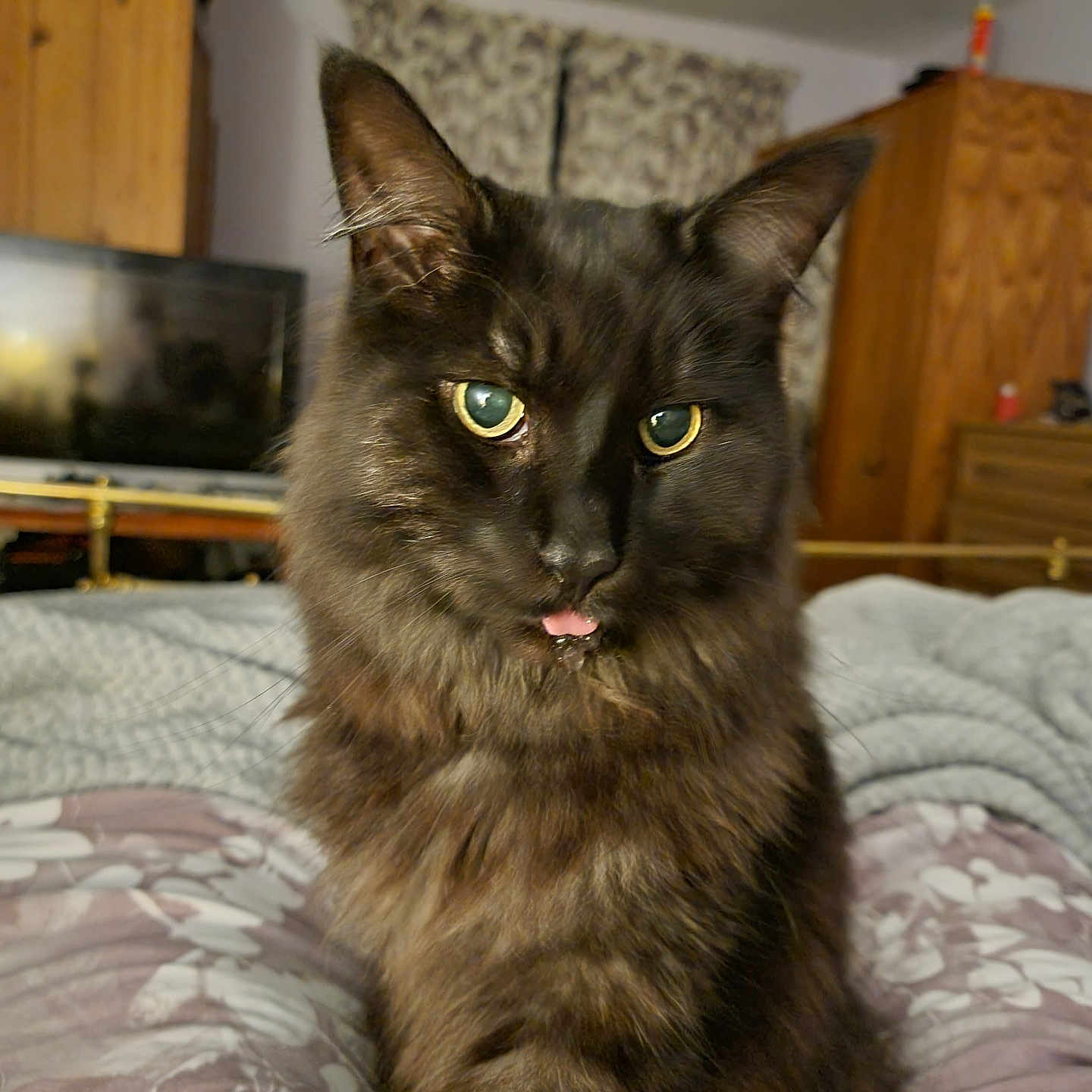 Yule joined the competition — help win amazing prizes! animal, bed, blanket, cat, closeup, cozy, curtains, cute, domestic_animal, eyes, fur, furniture, indoor, mammal, pet, portrait, resting, television, tongue, wooden_cabinet