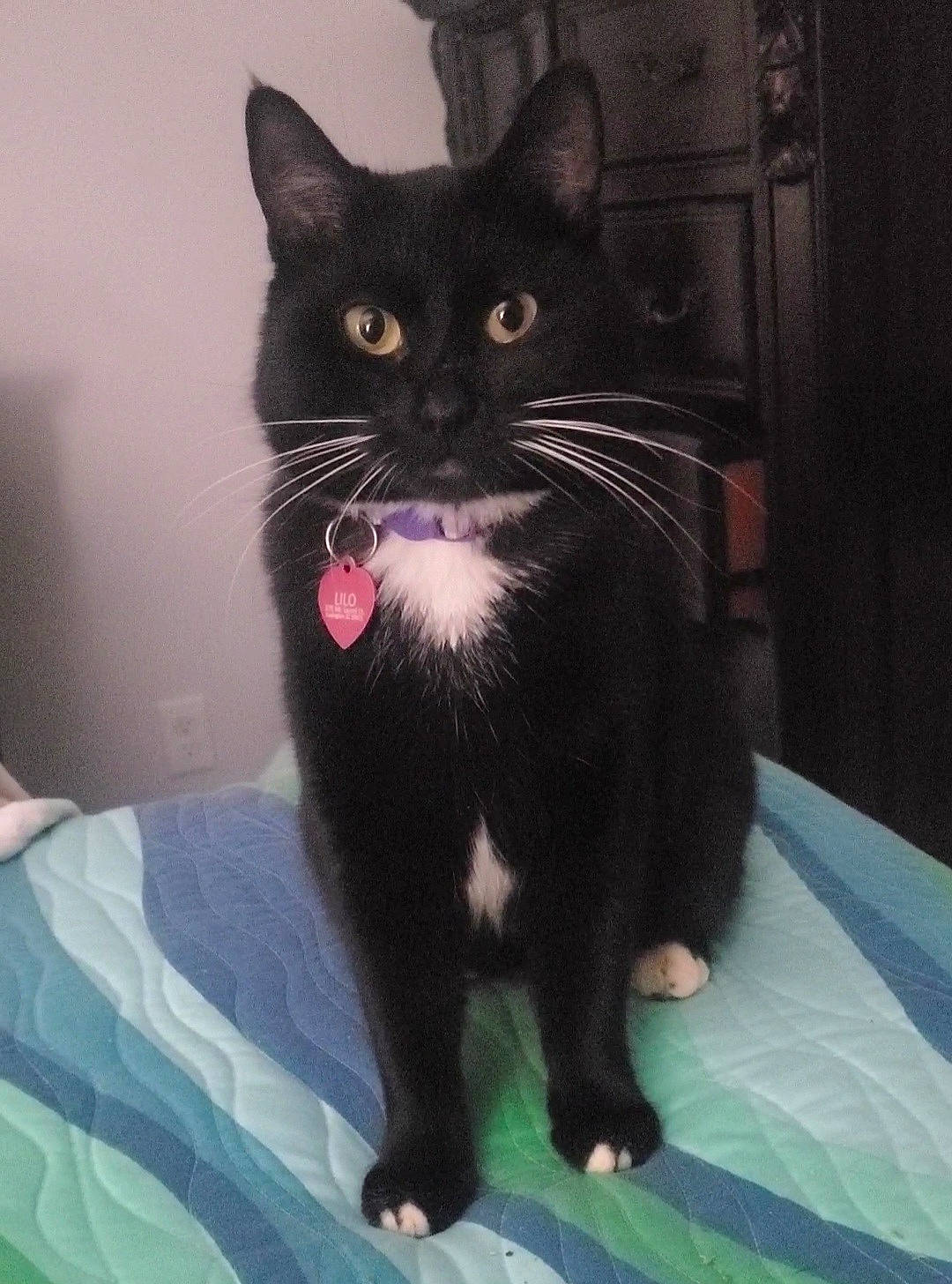 Lilo joined the competition — help win amazing prizes! black_cat, carnivore, cat, cat_supply, claw, comfort, domestic_short_haired_cat, felidae, formal_wear, fur, paw, sitting, small_to_medium_sized_cats, snout, tail, whiskers, window