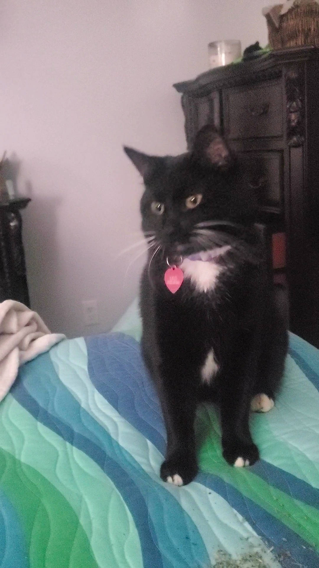 Lilo is registered to the contest to win money with this photo: bed, bedding, black_cat, cabinetry, carnivore, cat, comfort, domestic_short_haired_cat, felidae, formal_wear, fur, grey, linens, paw, room, small_to_medium_sized_cats, tail, whiskers