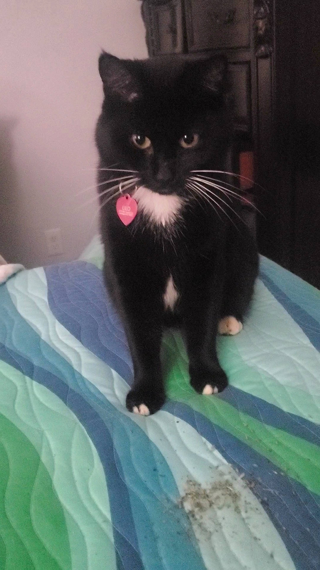 Lilo joined the competition — help win amazing prizes! black_cat, carnivore, cat, claw, comfort, domestic_short_haired_cat, eye, felidae, formal_wear, fur, linens, paw, sitting, small_to_medium_sized_cats, snout, tail, terrestrial_animal, whiskers