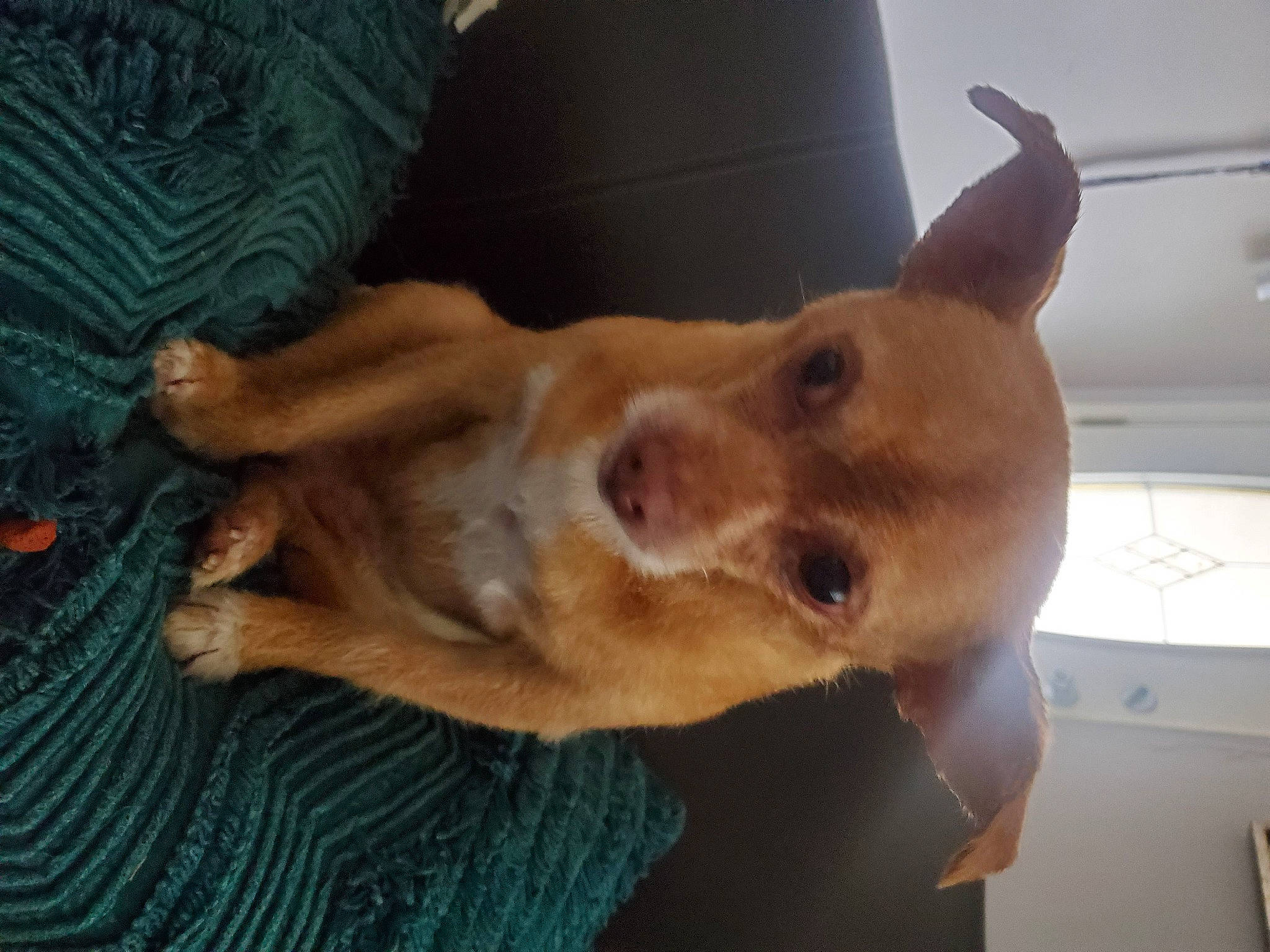 Gabby joined the competition — help win amazing prizes! carnivore, comfort, companion_dog, dog, dog_breed, ear, fawn, fur, guard_dog, liver, non_sporting_group, paw, snout, whiskers, wood, working_animal