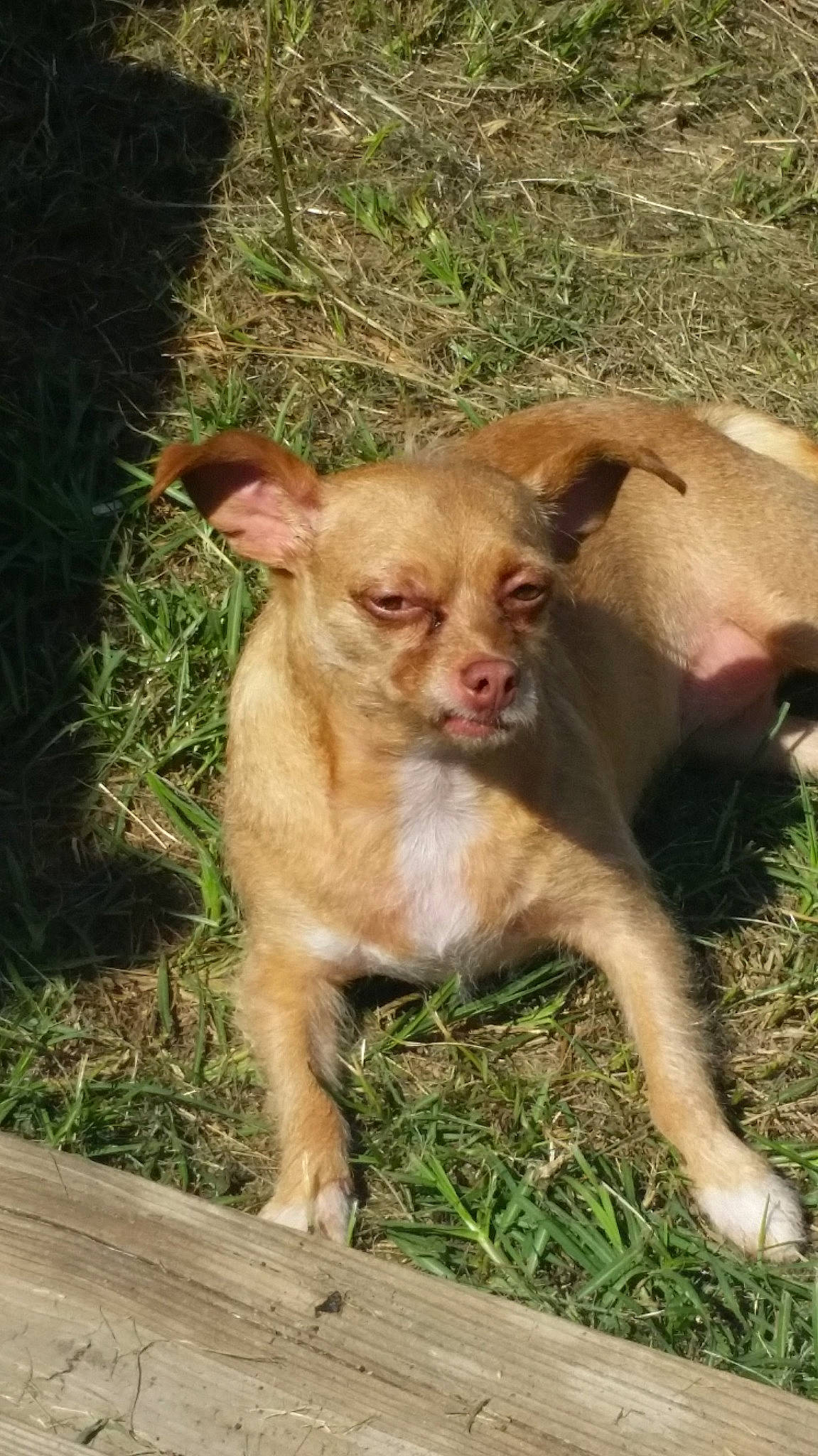 Gabby joined the competition — help win amazing prizes! canidae, carnivore, companion_dog, dog, dog_breed, fawn, fur, grass, liver, plant, soil, sporting_group, terrestrial_animal, terrestrial_plant, whiskers, wood, working_animal