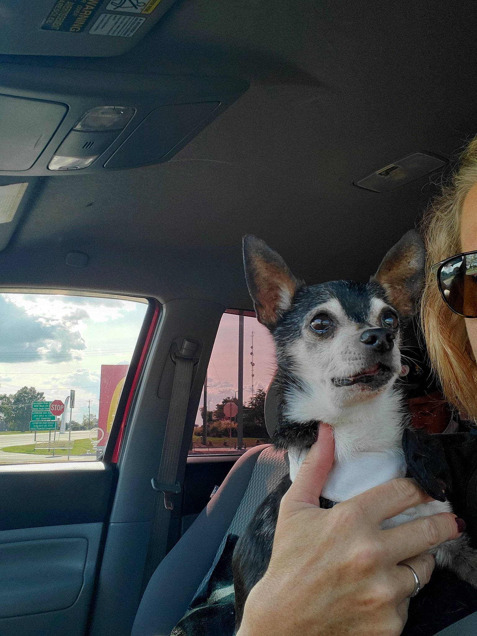 Sammy is registered to the contest to win money with this photo: auto_part, automotive_exterior, automotive_mirror, automotive_window_part, car, carnivore, companion_dog, dog, dog_breed, ear, family_car, fawn, hand, snout, toy_dog, vehicle, vehicle_door, whiskers, window, windshield