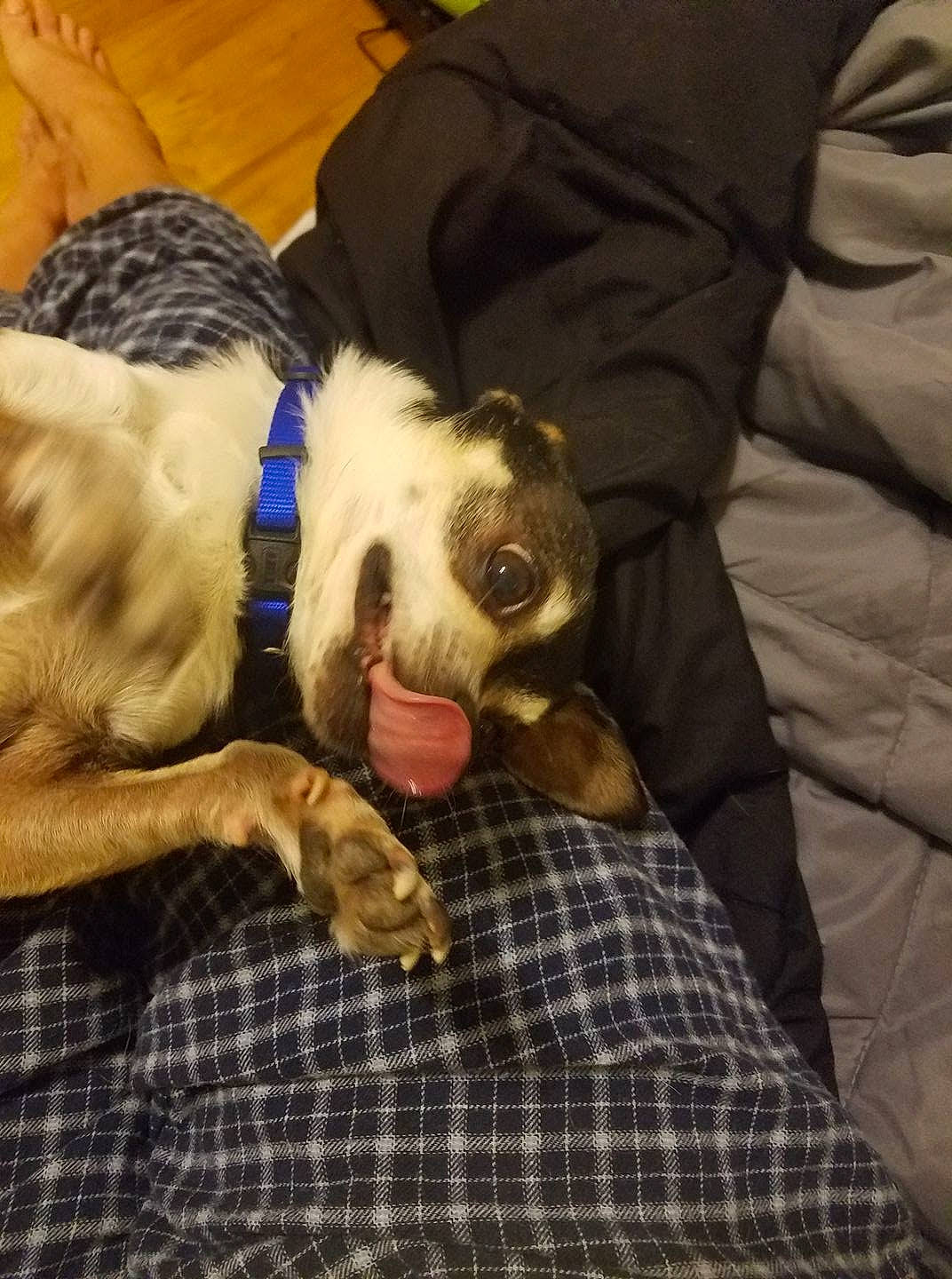 Sammy joined the competition — help win amazing prizes! carnivore, cloud, comfort, companion_dog, couch, dog, dog_breed, dog_collar, fawn, lap, paw, plaid, snout, spaniel, sporting_group, tail, tartan, terrier, toy_dog, working_animal