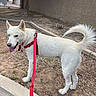 dog, white_dog, heterochromia, blue_eye, brown_eye, leash, red_harness, outdoor, side_view, walking, tongue_out, pet, canine, curled_tail, sunny_day, tree, sidewalk, residential_area, fence, cloudy_sky