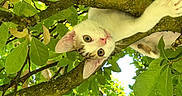 Oreo participe au concours pour gagner de l'argent avec cette photo : cat, kitten, tree, branches, leaves, greenery, nature, outdoor, animal, pet, climbing, curious, young, whiskers, fur, playful, closeup, sunlight, daylight, forest