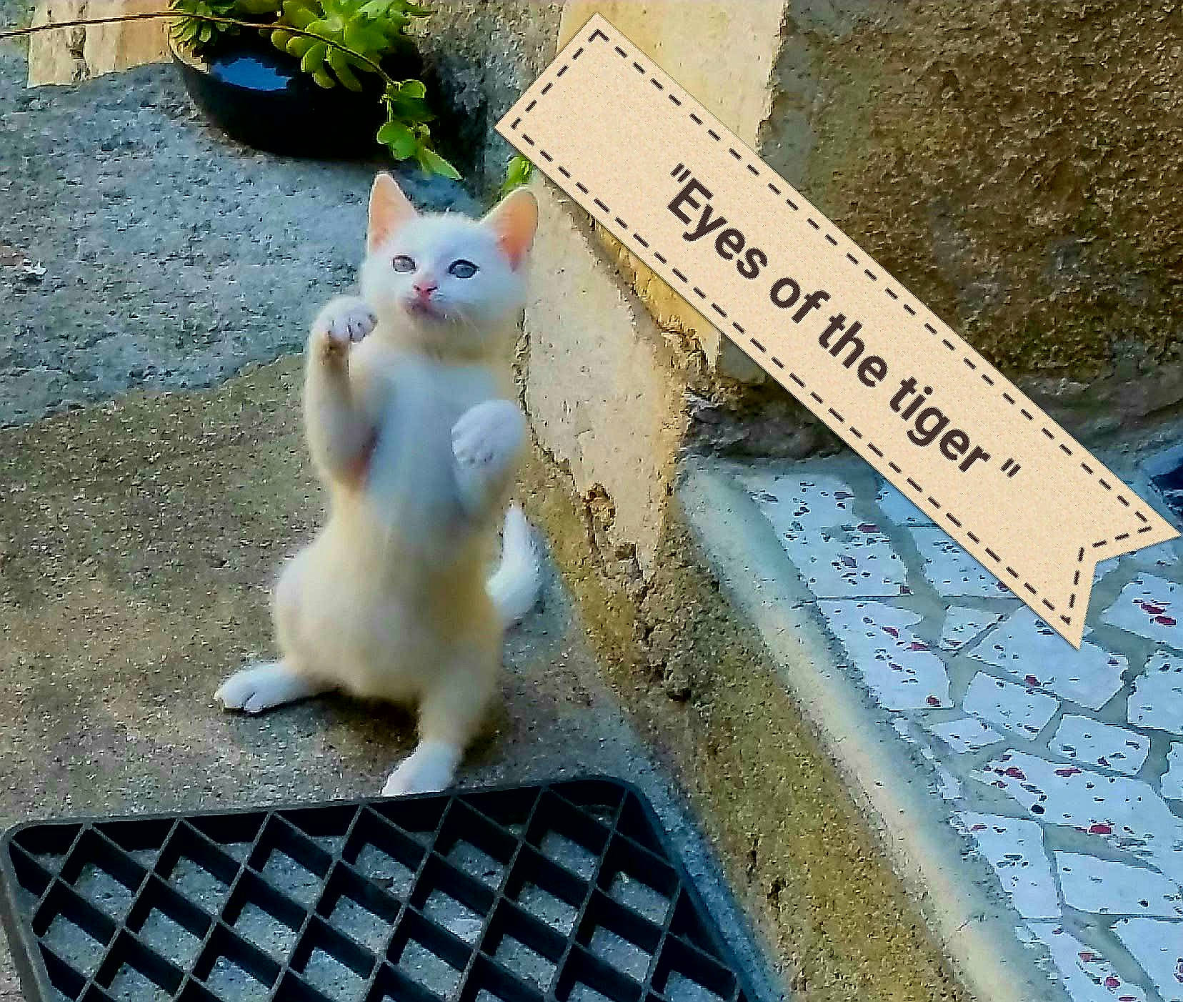 Micheeeette participe au concours pour gagner de l'argent avec cette photo : carnivore, cat, domestic_short_haired_cat, fawn, felidae, font, fur, grass, light, line, paw, plant, rectangle, road_surface, small_to_medium_sized_cats, snapshot, snout, tail, whiskers, white