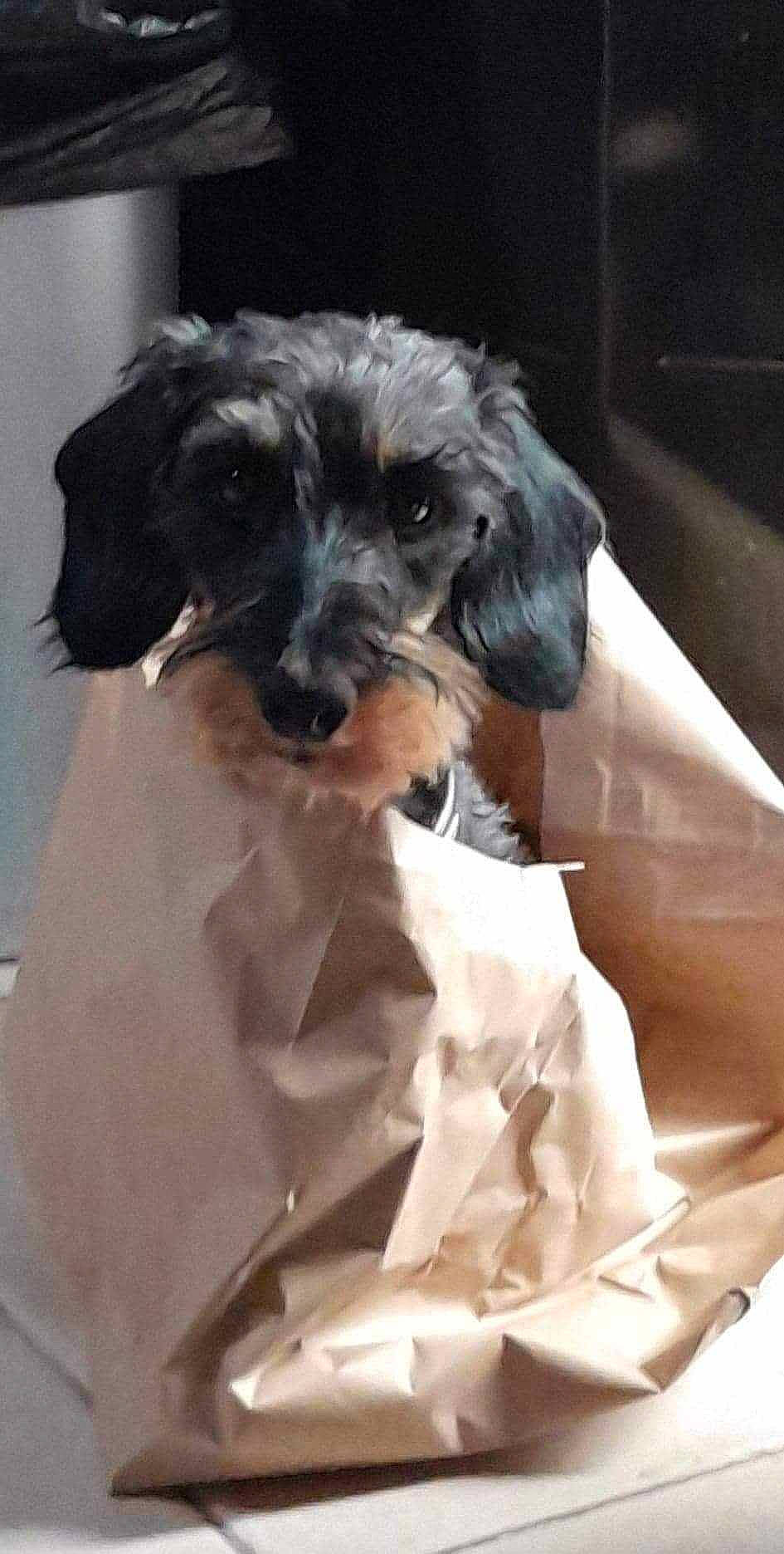 Miko participe au concours pour gagner de l'argent avec cette photo : bed, canidae, carnivore, comfort, companion_dog, dog, dog_breed, dog_supply, fawn, fur, linens, liver, pet_supply, puppy, sleeve, snout, sporting_group, terrier, toy_dog, working_animal