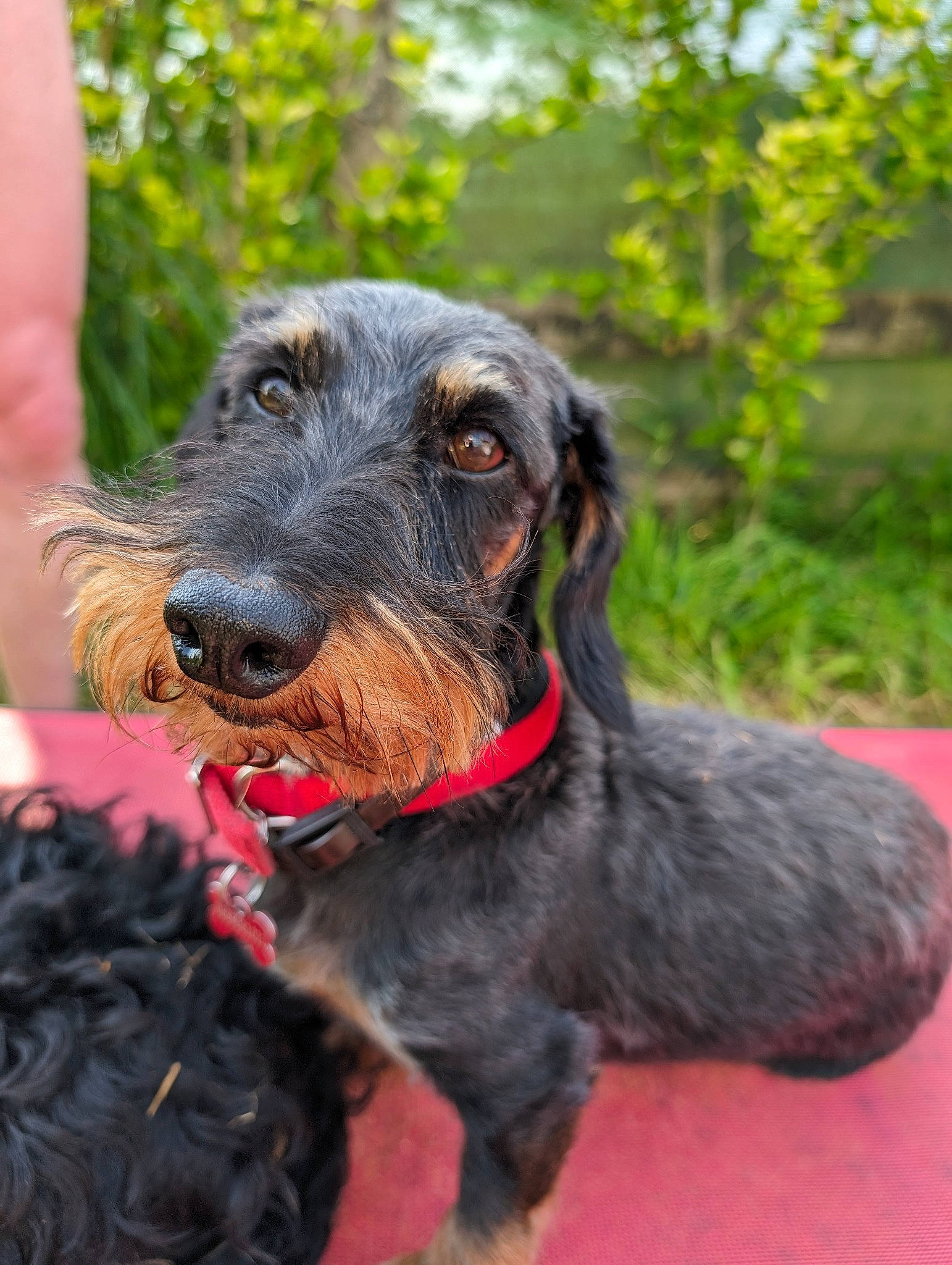 Miko a rejoint le concours — aidez-le/la à gagner de superbes lots ! canidae, carnivore, collar, companion_dog, dog, dog_breed, dog_collar, ear, fashion_accessory, fur, grass, guard_dog, leash, liver, personal_protective_equipment, plant, sporting_group, water_dog, working_animal, working_dog