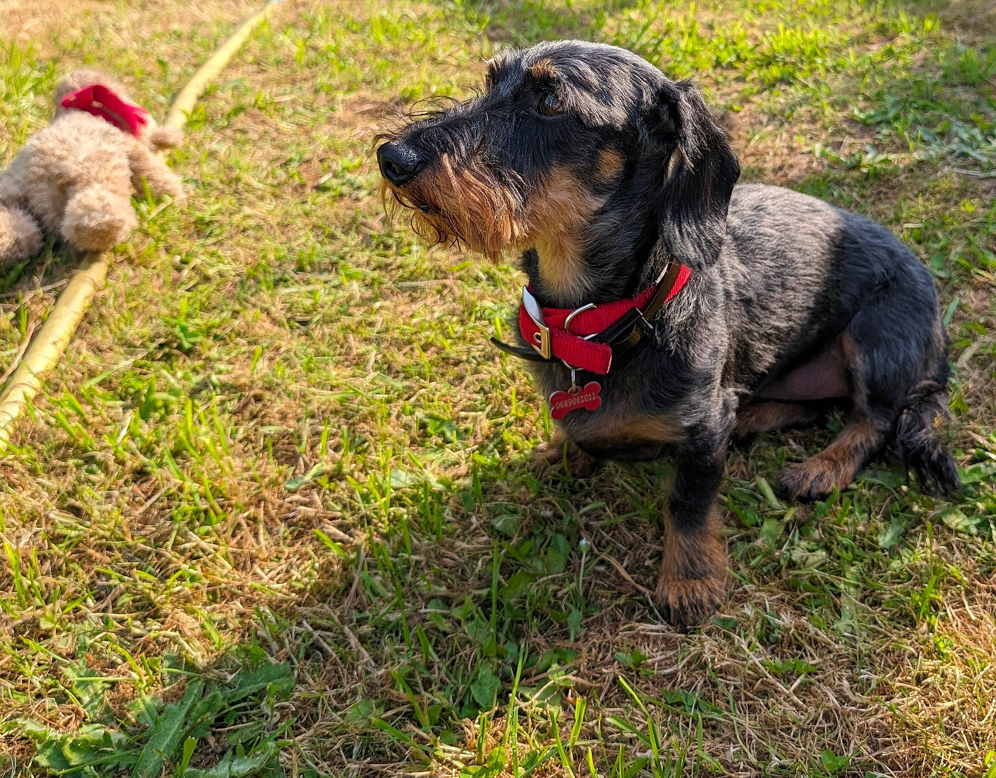 Miko a rejoint le concours — aidez-le/la à gagner de superbes lots ! canidae, carnivore, collar, companion_dog, dog, dog_breed, dog_collar, dog_supply, fawn, grass, guard_dog, hunting_dog, leash, pet_supply, plant, snout, sporting_group, terrestrial_animal, working_animal, working_dog