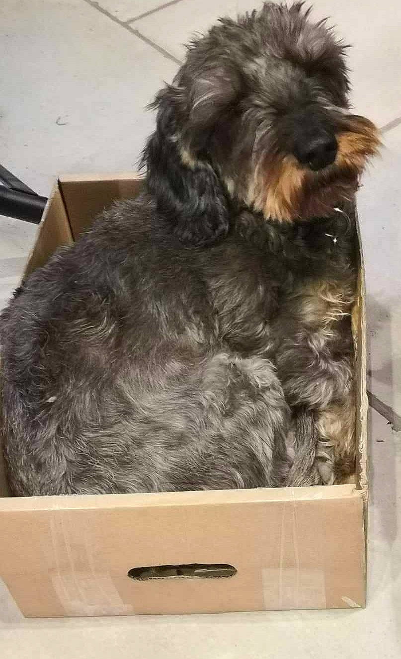 Loustic a rejoint le concours — aidez-le/la à gagner de superbes lots ! canidae, carnivore, companion_dog, dog, dog_breed, fur, giant_dog_breed, liver, natural_material, schnauzer, small_terrier, snout, sporting_group, tail, terrier, toy_dog, water_dog, working_animal, working_dog, yorkipoo