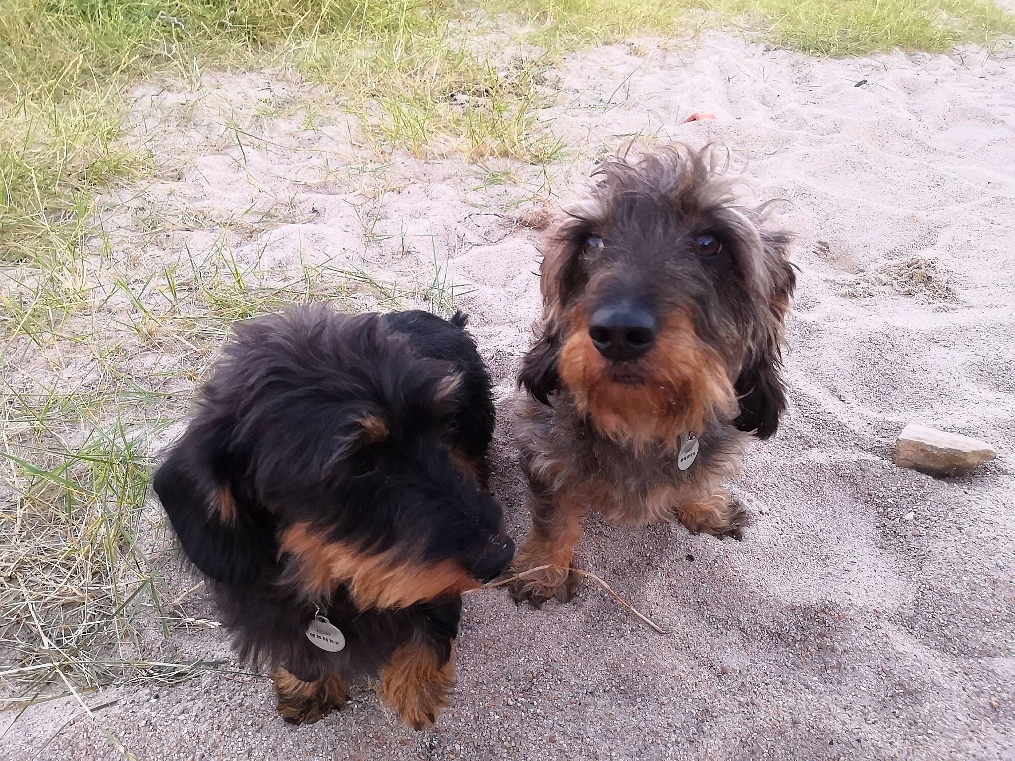 Loustic a rejoint le concours — aidez-le/la à gagner de superbes lots ! canidae, carnivore, companion_dog, dog, dog_breed, liver, small_terrier, snout, sporting_group, terrestrial_animal, terrier, toy_dog, water_dog, working_animal, working_dog