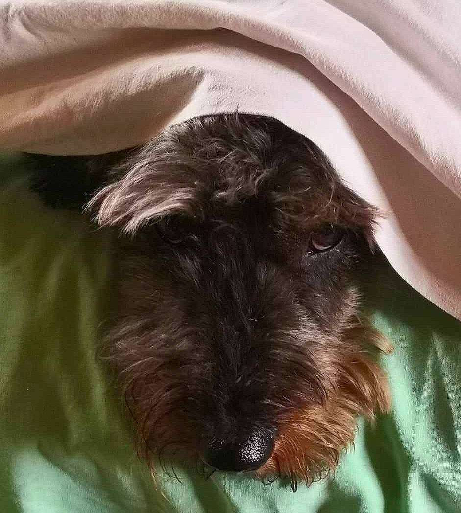 Loustic participe au concours pour gagner de l'argent avec cette photo : canidae, carnivore, comfort, companion_dog, dog, dog_breed, ear, fur, liver, mammal, non_sporting_group, puppy, small_terrier, snout, sporting_group, terrestrial_animal, terrier, toy_dog, water_dog, working_animal