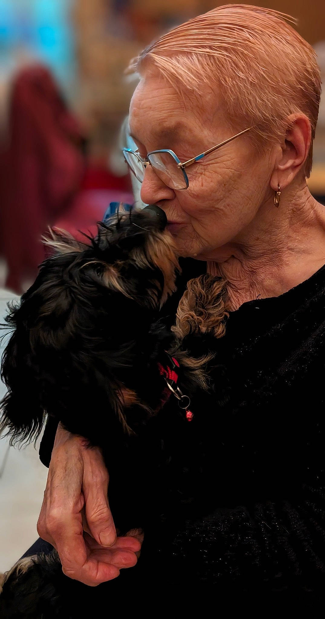 Upi a rejoint le concours — aidez-le/la à gagner de superbes lots ! beard, canidae, carnivore, companion_dog, dog, dog_breed, dog_collar, ear, event, eyewear, fur, happy, mammal, skin, smile, snout, sporting_group, toy_dog, vision_care, wrinkle