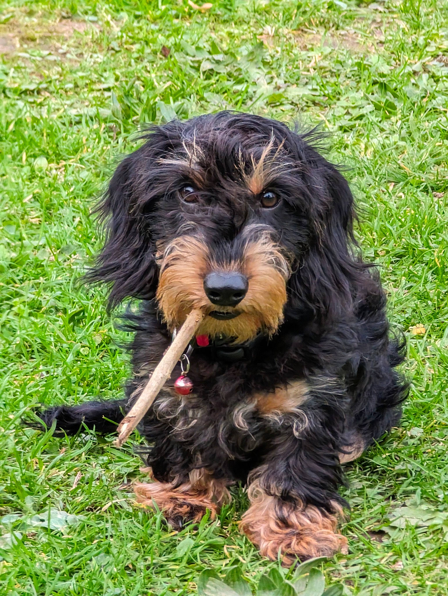 Upi participe au concours pour gagner de l'argent avec cette photo : canidae, carnivore, companion_dog, dog, dog_breed, fur, grass, hunting_dog, liver, small_terrier, spaniel, sporting_group, terrestrial_animal, terrier, toy_dog, water_dog, working_animal, working_dog