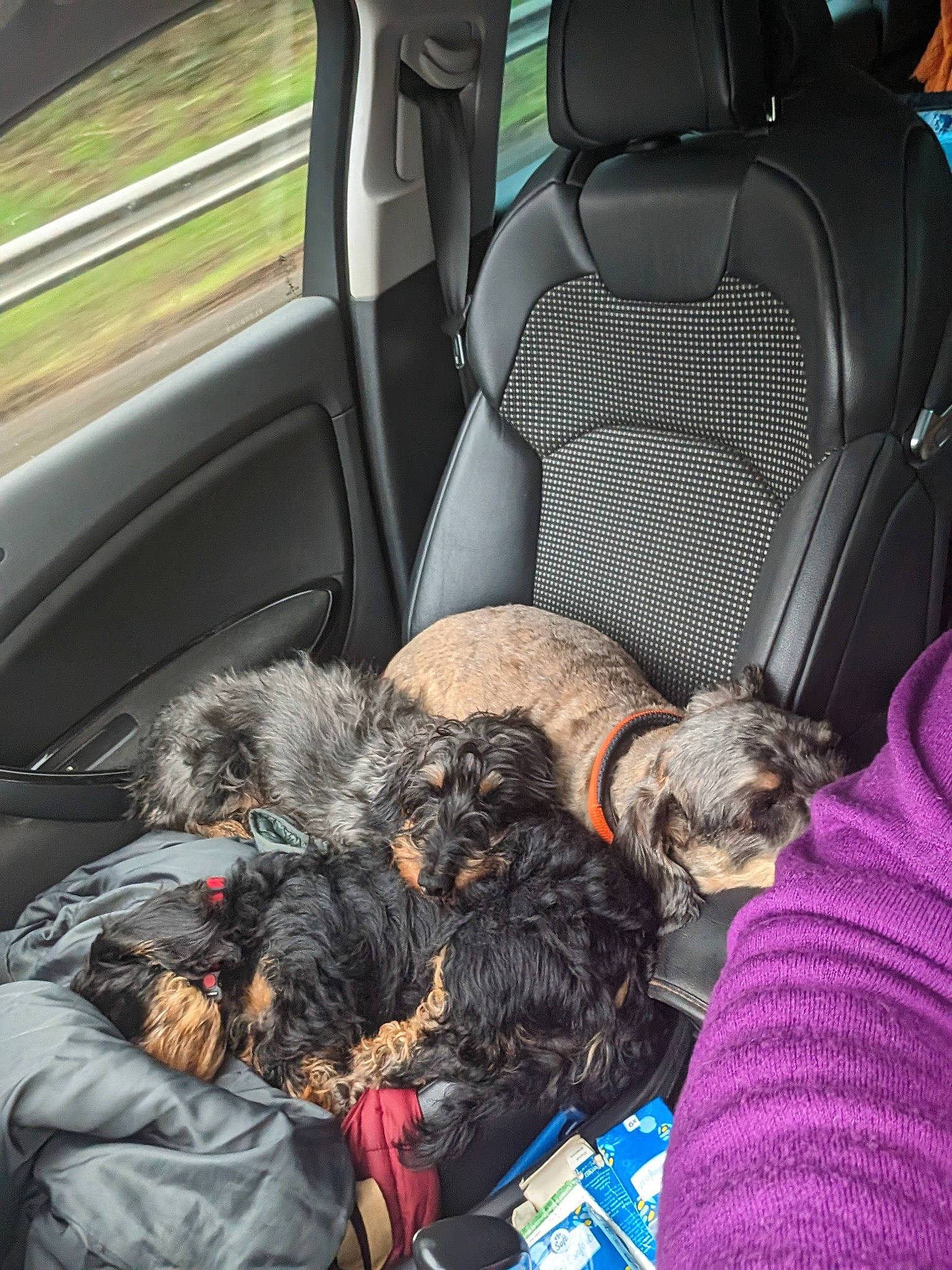 Upi participe au concours pour gagner de l'argent avec cette photo : auto_part, automotive_design, automotive_exterior, car, car_seat, car_seat_cover, carnivore, comfort, companion_dog, dog, dog_breed, family_car, head_restraint, land_vehicle, motor_vehicle, personal_luxury_car, seat_belt, trunk, vehicle, vehicle_door