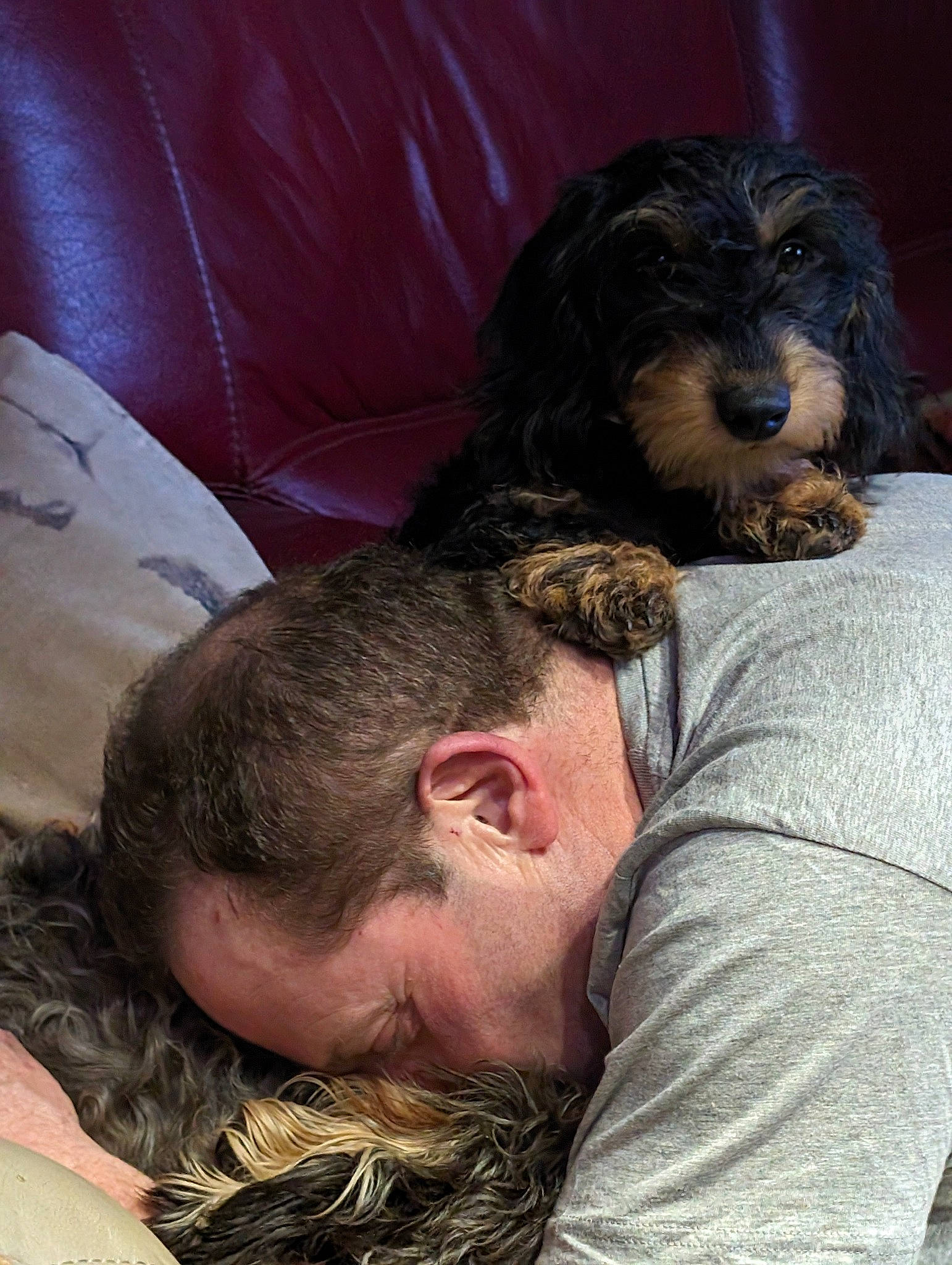 Upi participe au concours pour gagner de l'argent avec cette photo : beard, canidae, carnivore, comfort, companion_dog, dog, dog_breed, facial_hair, fur, gesture, liver, pattern, spaniel, terrestrial_animal