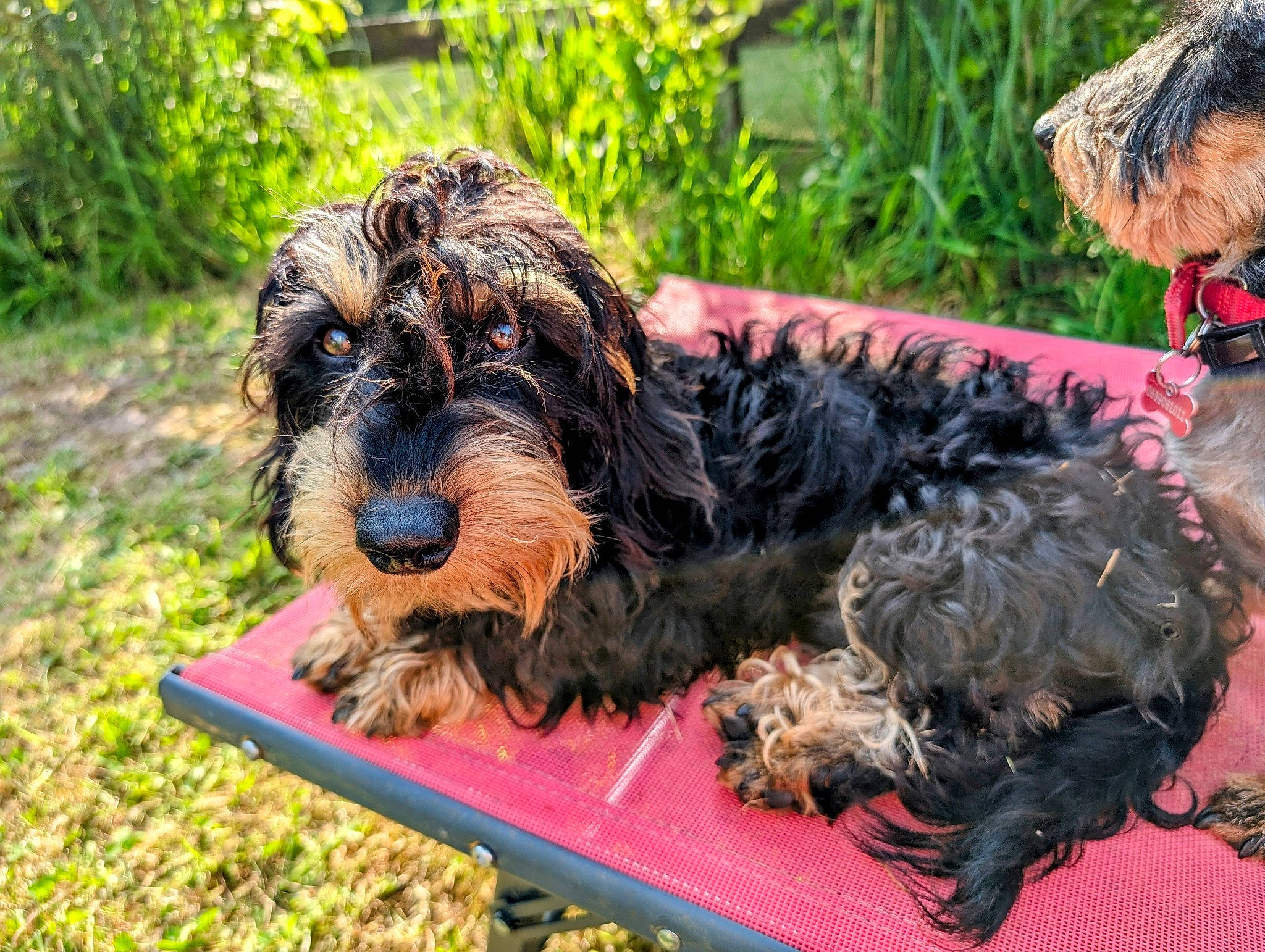 Upi participe au concours pour gagner de l'argent avec cette photo : canidae, carnivore, companion_dog, dog, dog_breed, fur, grass, guard_dog, liver, plant, schnauzer, small_terrier, sporting_group, terrier, toy_dog, vertebrate, water_dog, working_dog, yorkipoo