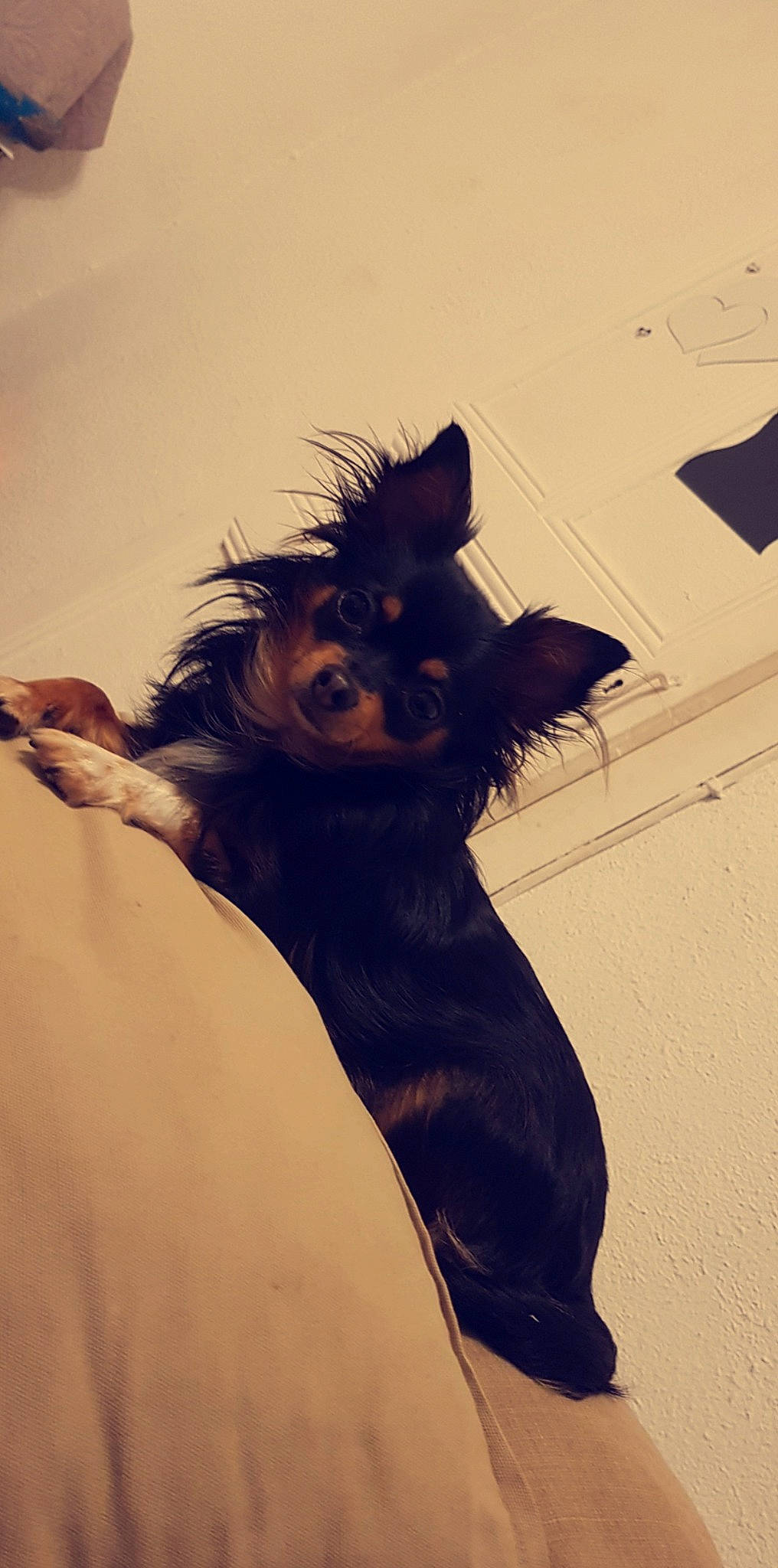 Chanel a rejoint le concours — aidez-le/la à gagner de superbes lots ! australian_silky_terrier, canidae, carnivore, companion_dog, dog, dog_breed, ear, fur, long_hair, morkie, puppy, russkiy_toy, skin, small_terrier, sporting_group, terrier, toy_dog, whiskers, yorkshire_terrier