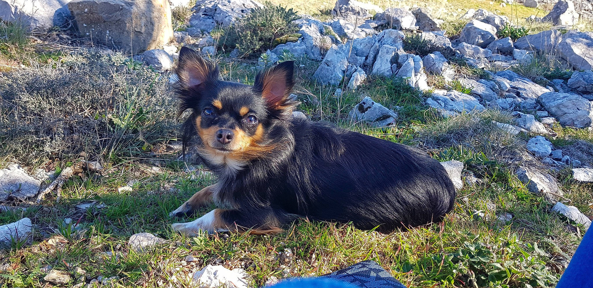 Chanel a rejoint le concours — aidez-le/la à gagner de superbes lots ! canidae, carnivore, companion_dog, dog, dog_breed, lancashire_heeler, mammal, miniature_pinscher, puppy, russkiy_toy, small_terrier, sporting_group, terrier, toy_dog, vertebrate, yorkshire_terrier