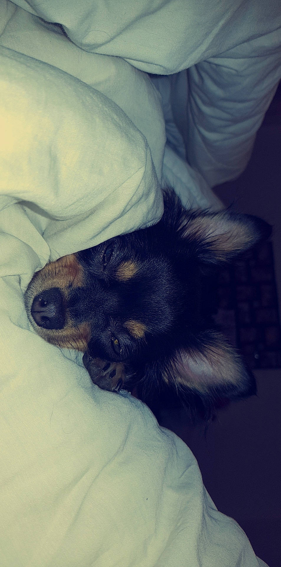 Chanel a rejoint le concours — aidez-le/la à gagner de superbes lots ! canidae, carnivore, companion_dog, dog, dog_breed, ear, nose, puppy, puppy_love, snout, tibetan_spaniel, toy_dog