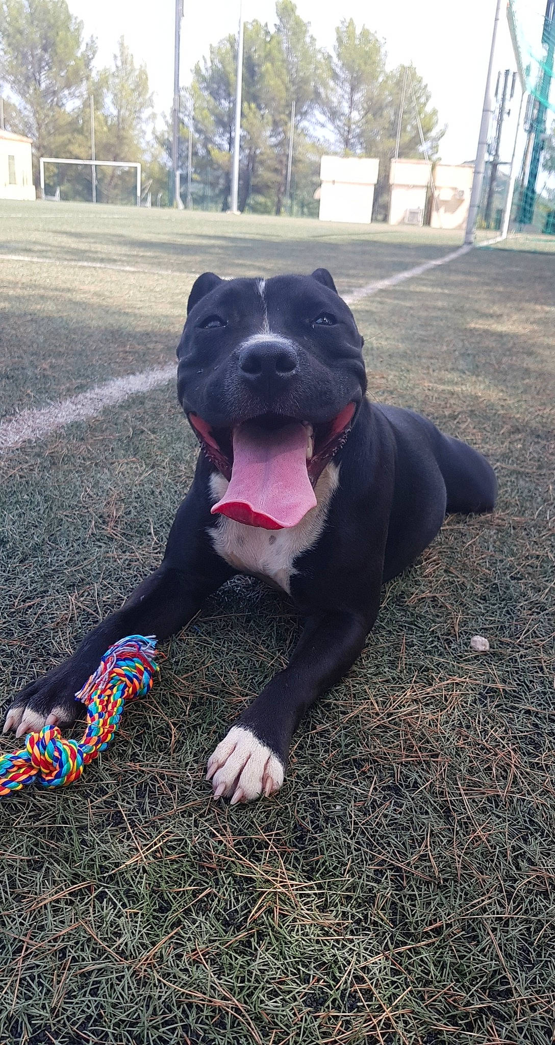 Rasta a rejoint le concours — aidez-le/la à gagner de superbes lots ! asphalt, canidae, carmine, carnivore, companion_dog, dog, dog_breed, dog_collar, electric_blue, fawn, grass, plant, road_surface, shadow, snout, sporting_group, tar, toy, tree, working_animal