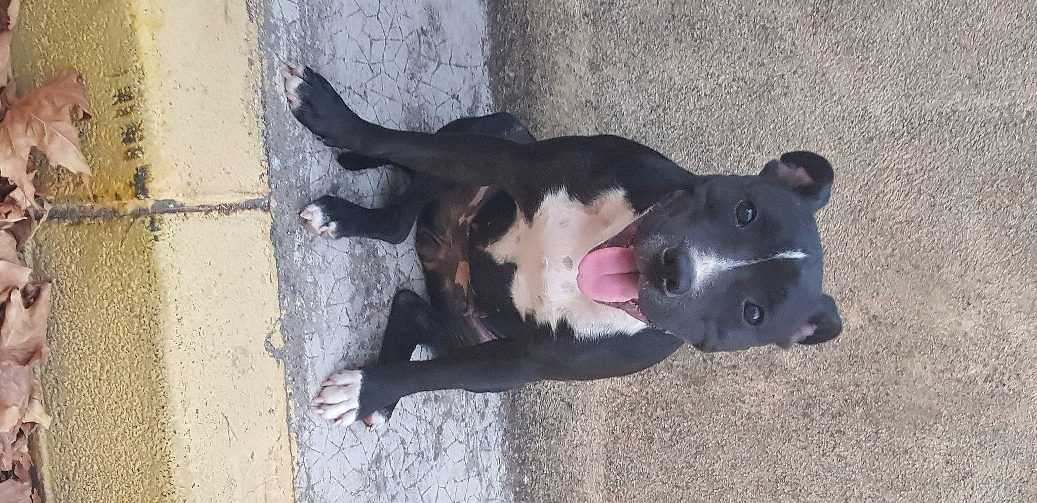 Rasta a rejoint le concours — aidez-le/la à gagner de superbes lots ! borador, canidae, carnivore, collar, companion_dog, dog, dog_breed, dog_collar, fawn, guard_dog, jaw, non_sporting_group, paw, road_surface, snout, sporting_group, street_dog, tail, working_animal, working_dog