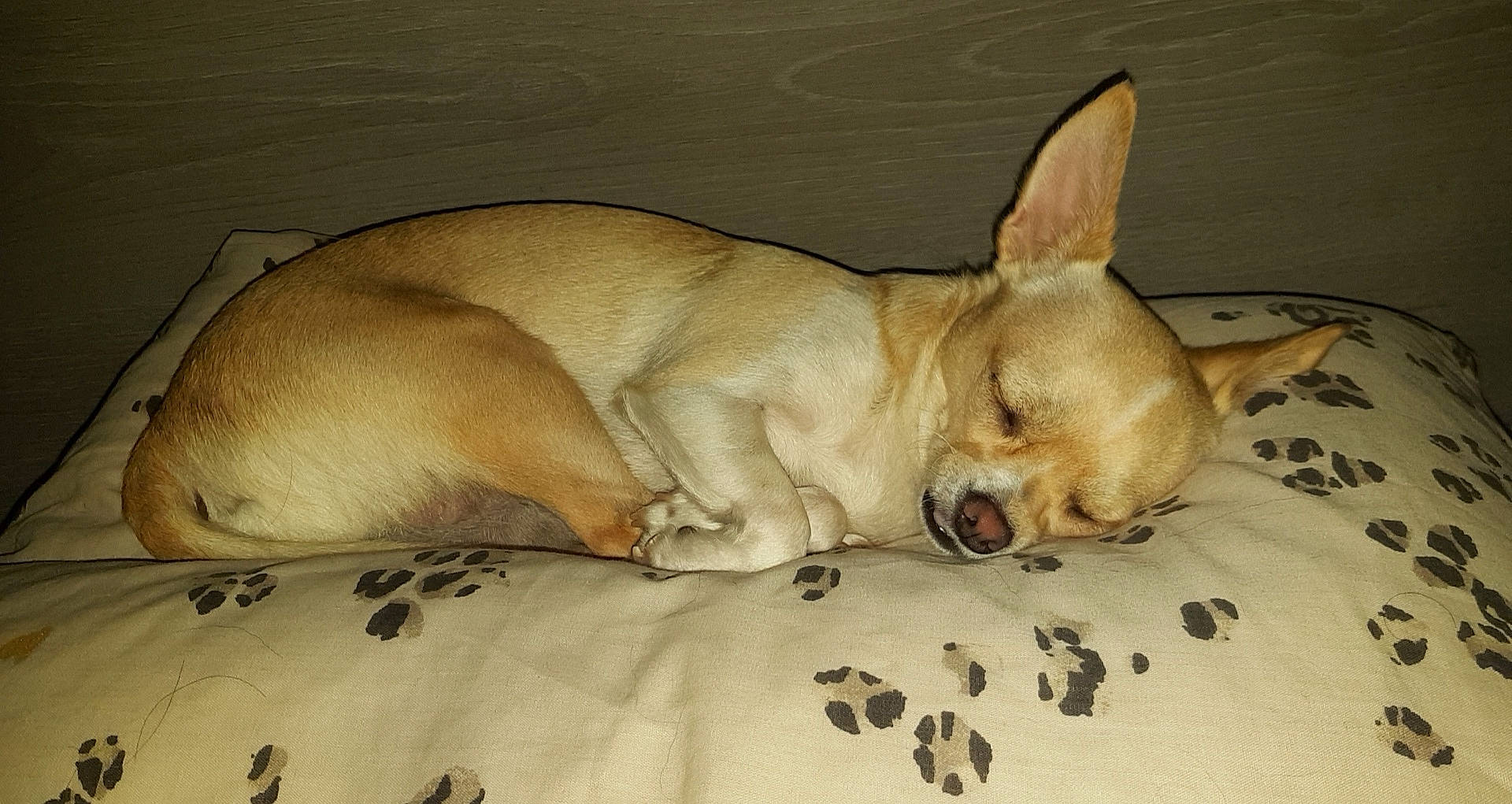 Malia a rejoint le concours — aidez-le/la à gagner de superbes lots ! canidae, carnivore, chihuahua, comfort, companion_dog, dog, dog_breed, dog_supply, ear, fawn, linens, nap, paw, snout, sporting_group, tail, terrestrial_animal, toy_dog, whiskers, working_animal