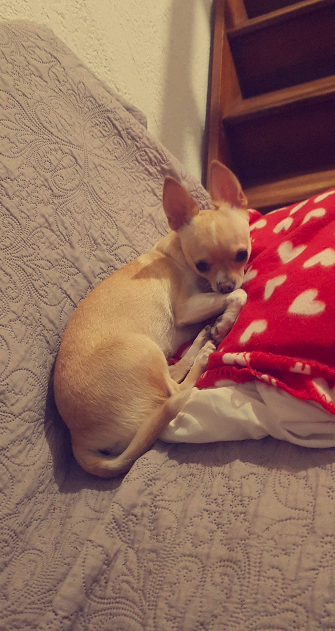 Malia participe au concours pour gagner de l'argent avec cette photo : canidae, carnivore, chihuahua, comfort, companion_dog, dog, dog_breed, dog_supply, ear, fawn, fur, paw, russkiy_toy, snout, sporting_group, tail, toy_dog, whiskers, wood, working_animal