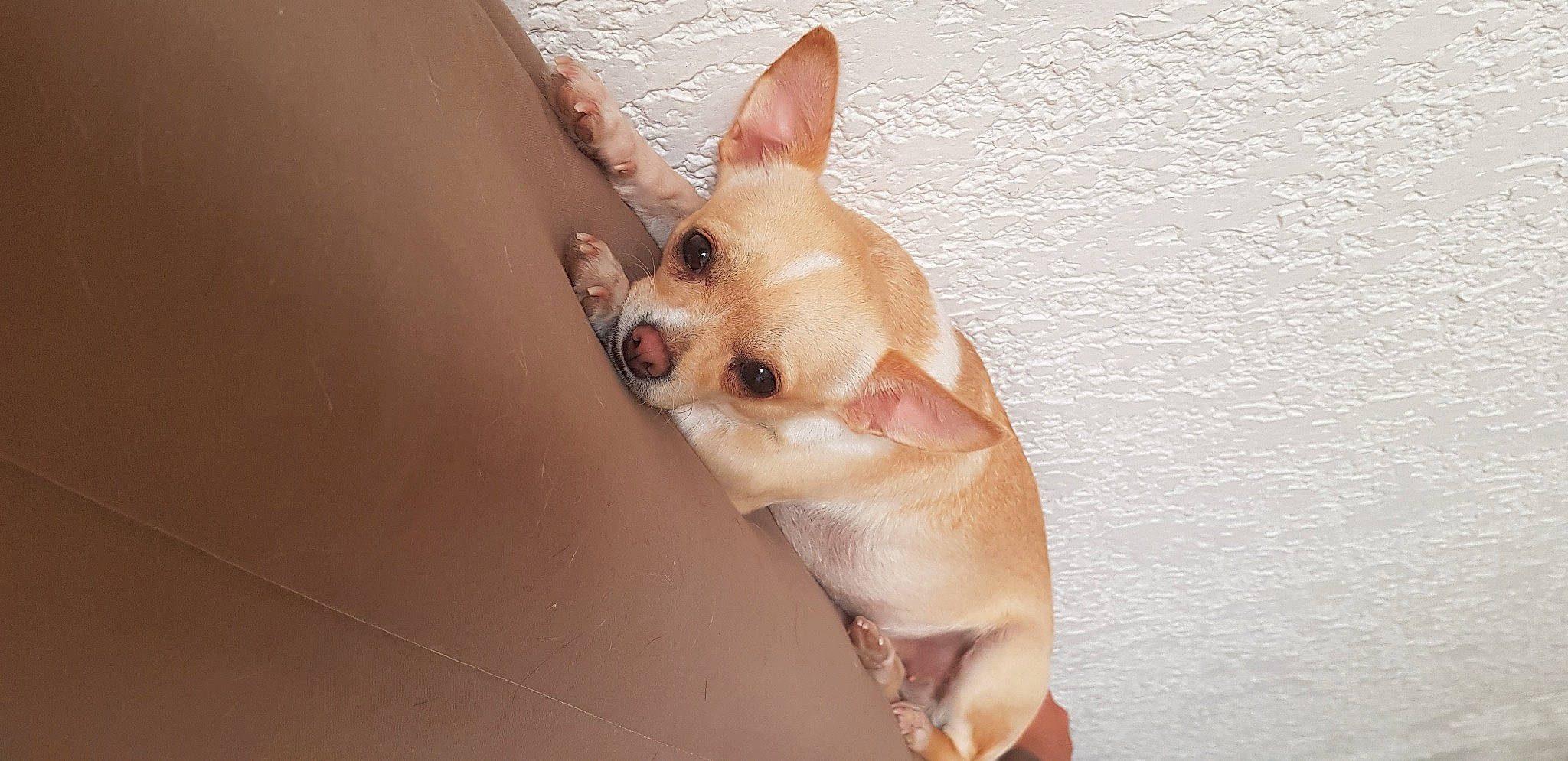 Malia participe au concours pour gagner de l'argent avec cette photo : canidae, carnivore, chihuahua, companion_dog, corgi_chihuahua, dog, dog_breed, ear, fawn, felidae, fur, non_sporting_group, snout, sporting_group, tail, terrestrial_animal, toy_dog, whiskers, wood, working_animal