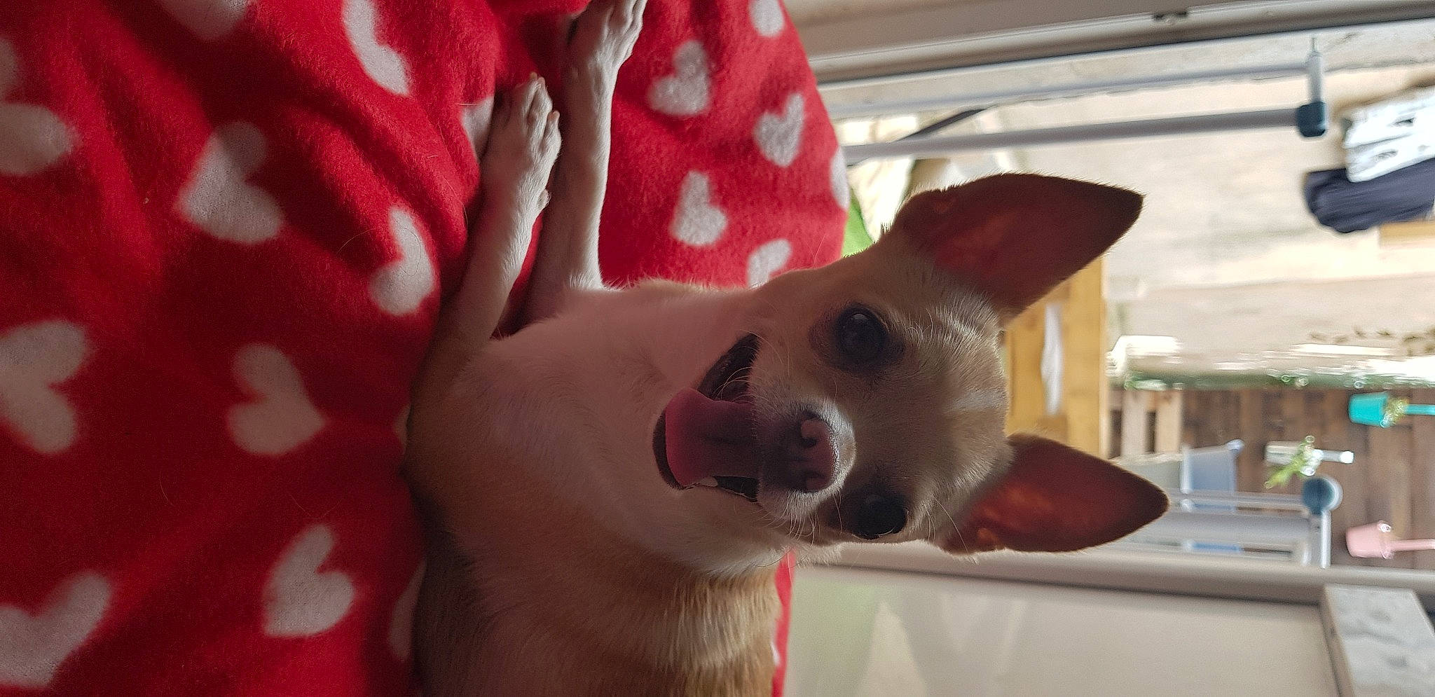 Malia a rejoint le concours — aidez-le/la à gagner de superbes lots ! carmine, carnivore, collar, comfort, companion_dog, dog, dog_breed, dog_supply, ear, fawn, felidae, fur, non_sporting_group, party_hat, paw, snout, whiskers, working_animal