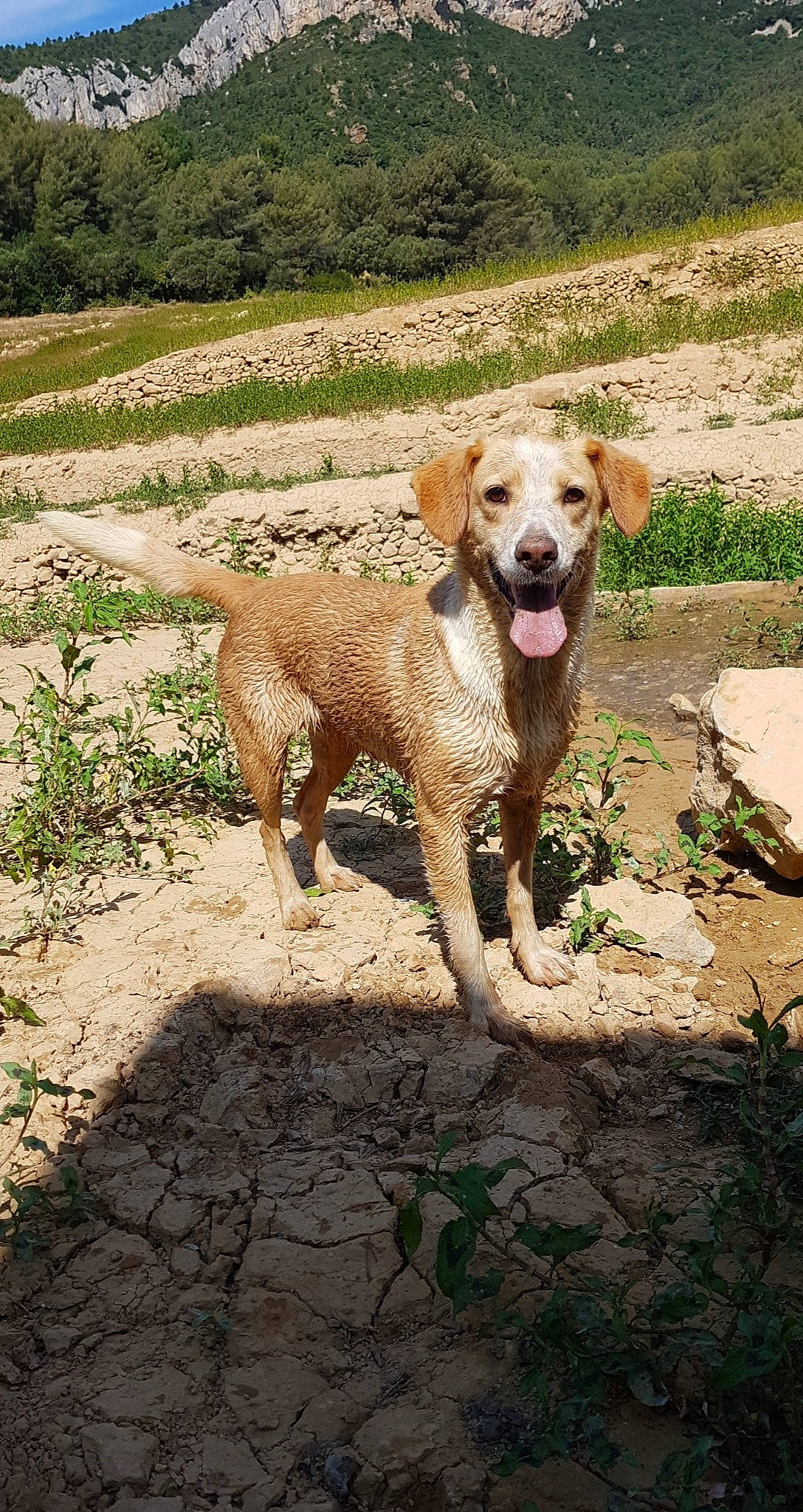 Leykha a rejoint le concours — aidez-le/la à gagner de superbes lots ! canidae, carnivore, collar, companion_dog, dog, dog_breed, dog_collar, fawn, gun_dog, landscape, liver, plant, snout, soil, sporting_group, street_dog, tail, tree, walking, working_animal