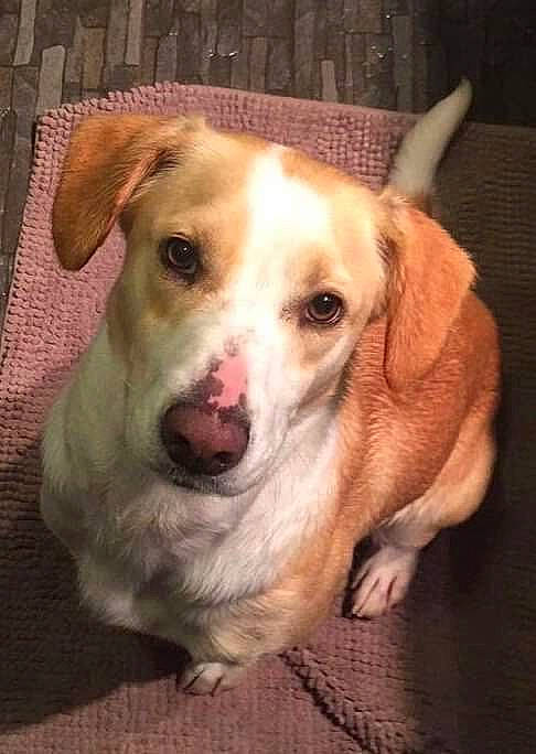 Leykha a rejoint le concours — aidez-le/la à gagner de superbes lots ! beagle, canidae, carnivore, companion_dog, dog, dog_breed, ear, fawn, hunting_dog, jack_russell_terrier, mammal, puppy, rare_breed_dog, russell_terrier, snout, sporting_group, street_dog, vertebrate, whiskers