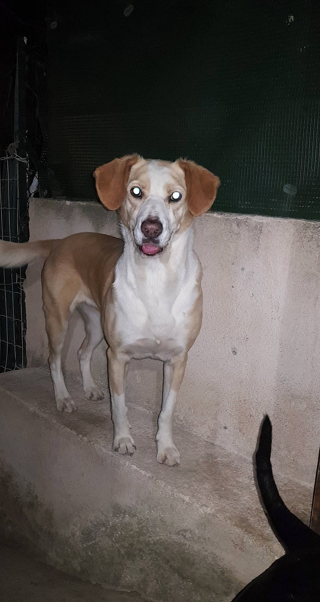 Leykha a rejoint le concours — aidez-le/la à gagner de superbes lots ! canidae, carnivore, collar, companion_dog, dog, dog_breed, dog_collar, dog_supply, fawn, gun_dog, leash, non_sporting_group, paw, pet_supply, sporting_group, street_dog, tail, terrestrial_animal, whiskers, working_animal