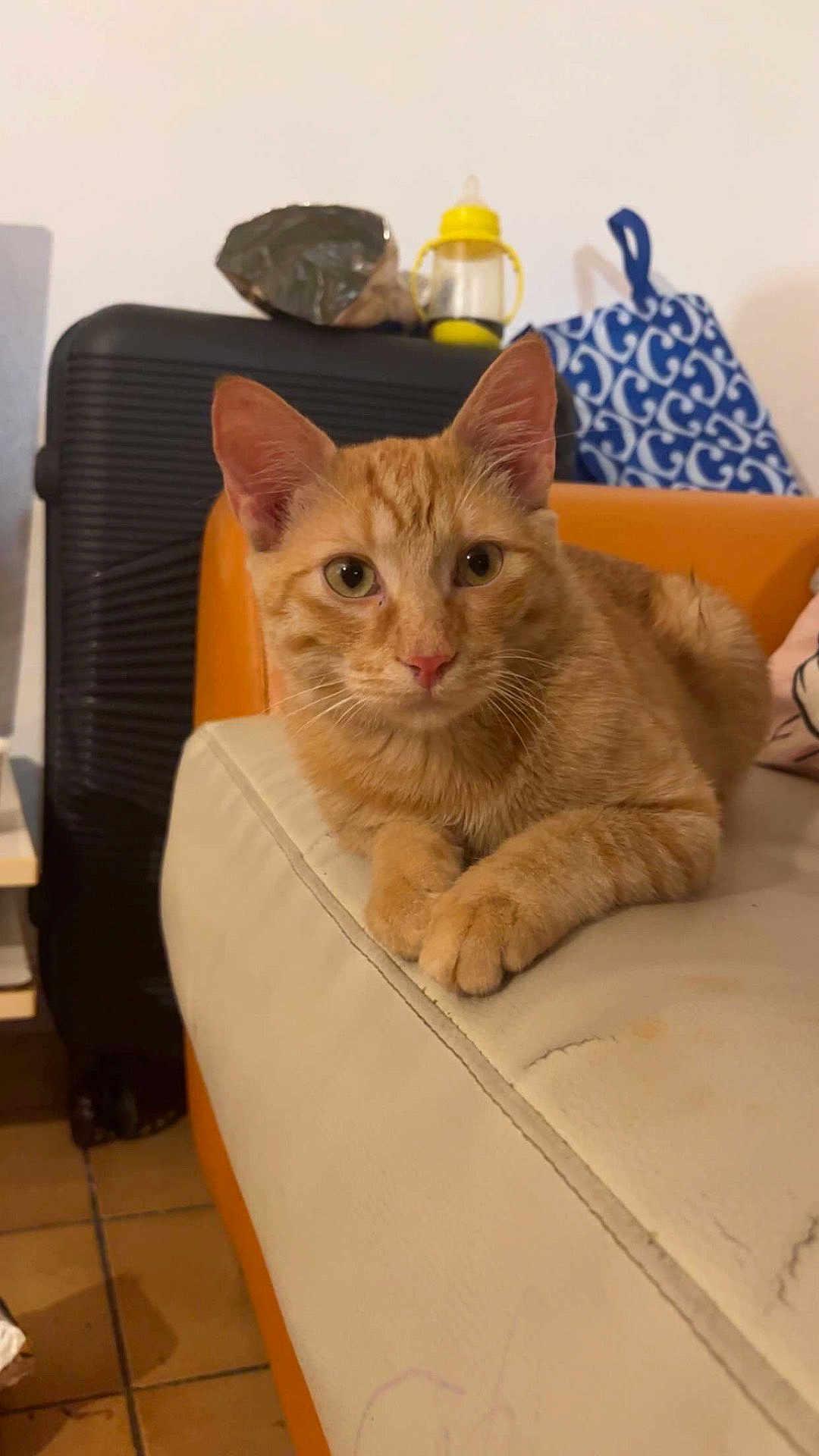 Simba Mimiaou participe au concours pour gagner de l'argent avec cette photo : armrest, baby_bottle, blue_bag, cat, closeup, couch, curious, ears, feline, floor_tiles, fur, household_items, indoor, lounge, orange_tabby, paws, pet, relaxed, suitcase, whiskers