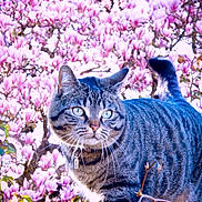 Méguie participe au concours pour gagner de l'argent avec cette photo : alert, animal, bloom, branch, cat, closeup, collar, daylight, feline, flower, fur, magnolia, nature, outdoor, pet, plant, spring, tabby_cat, tree, whiskers