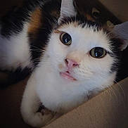 Callie joined the competition — help win amazing prizes! animal, calico, cardboard_box, cat, closeup, curious, cute, domestic_animal, eyes, face, feline, fur, indoor, looking_up, mammal, pet, playful, resting, small, whiskers