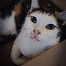 animal, calico, cardboard_box, cat, closeup, curious, cute, domestic_animal, eyes, face, feline, fur, indoor, looking_up, mammal, pet, playful, resting, small, whiskers
