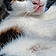 Callie